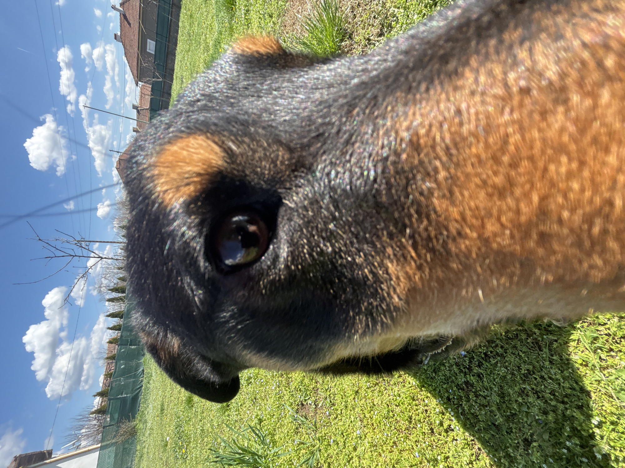 A close-up, low-angle shot captures the head of a dog, likely a Rottweiler or similar breed based on its black and brown fur. The dog's eye is prominent, reflecting sunlight. The background reveals a green lawn, a mesh fence, and residential buildings with terracotta roofs, indicating a domestic setting. The sky is blue with scattered white clouds. A tree branch without leaves is also visible. The location is Lehchevo, Bulgaria.