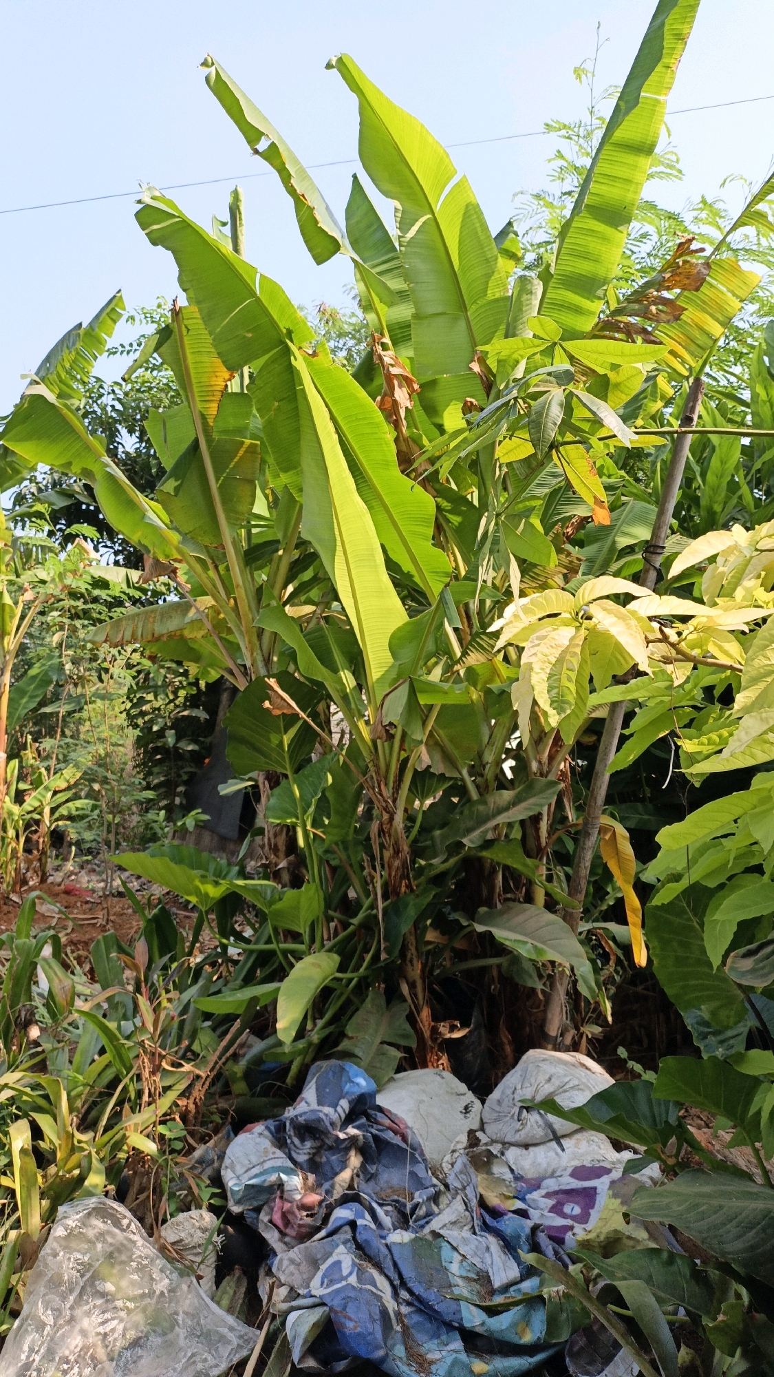 The image shows a cluster of banana trees with large green leaves and some wilting brown leaves. In the foreground, there is a pile of discarded plastic bags and other refuse. The scene appears to be outdoors, with a clear blue sky visible at the top of the frame. The vegetation suggests a tropical or subtropical climate. The presence of trash indicates an unkempt or neglected area. The overall impression is one of natural growth juxtaposed with human waste. The location is identified as Cikal, Indonesia.