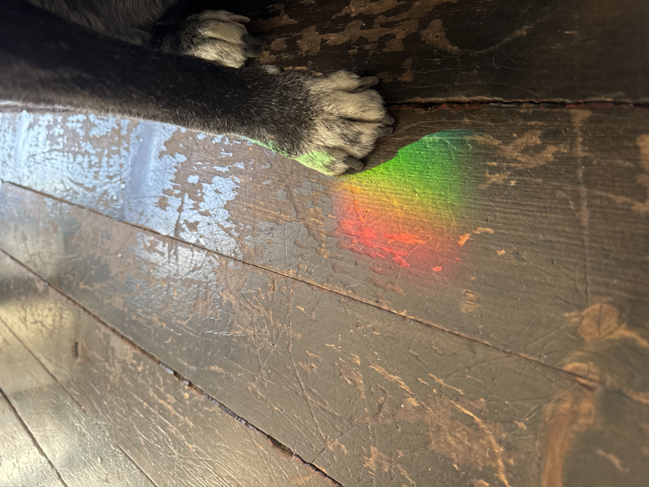 The image displays an indoor scene on a distressed wooden plank floor in the city of New York, United States of America. A dog's front paws, exhibiting dark fur with mottled grey and white toes and visible claws, are positioned in the mid-right section of the frame, resting on the floor. A vibrant, arcing spectrum of light, encompassing red, orange, yellow, and green, is projected onto the dark brown floorboards, casting a prominent green glow onto the dog's lower leg and toes. The wide wooden planks feature extensive surface wear, including numerous scratches, scuffs, and areas of finish loss, indicating significant age and use. No other subjects or actions are present.