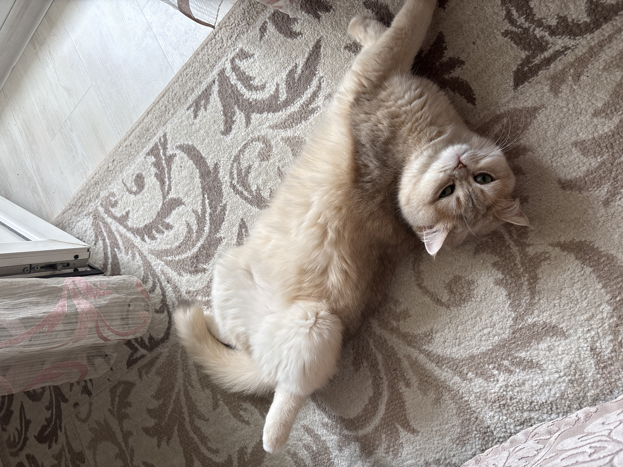 A light beige cat with green eyes lies on its back on a patterned beige rug. The cat's head is near the upper right corner of the frame, and its body extends diagonally towards the lower left. One paw is extended above its head, while the other is tucked near its chest. Part of a window and floral patterned furniture can be seen on the left side of the frame. The scene appears to be indoors, but the location in the city of Chaikovsky, Russia, cannot be determined from the image.