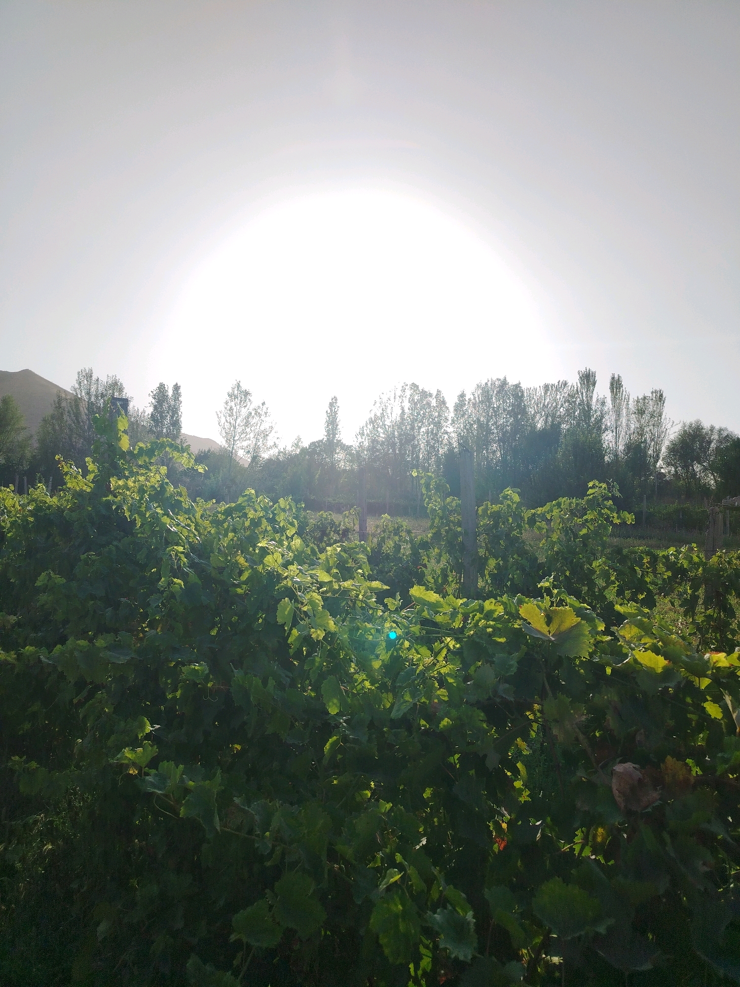 A sun-drenched vineyard in Navobad, Tajikistan, is depicted in this landscape image. The foreground is dominated by lush, green grapevines, their leaves catching the sunlight and creating a dappled effect. In the midground, a line of trees, mostly deciduous, forms a backdrop, with some appearing taller and more slender than others. Beyond the trees, a gentle, sun-bleached hillside rises, its contours softened by the bright sky. The sky itself is a pale, luminous expanse, with the sun appearing as an intense, diffused white orb near the top center of the frame, casting a slight haze over the scene. A few fence posts are visible within the vineyard, suggesting cultivation and structure. The overall impression is one of natural beauty and agricultural activity under a bright, possibly early morning or late afternoon, sun.