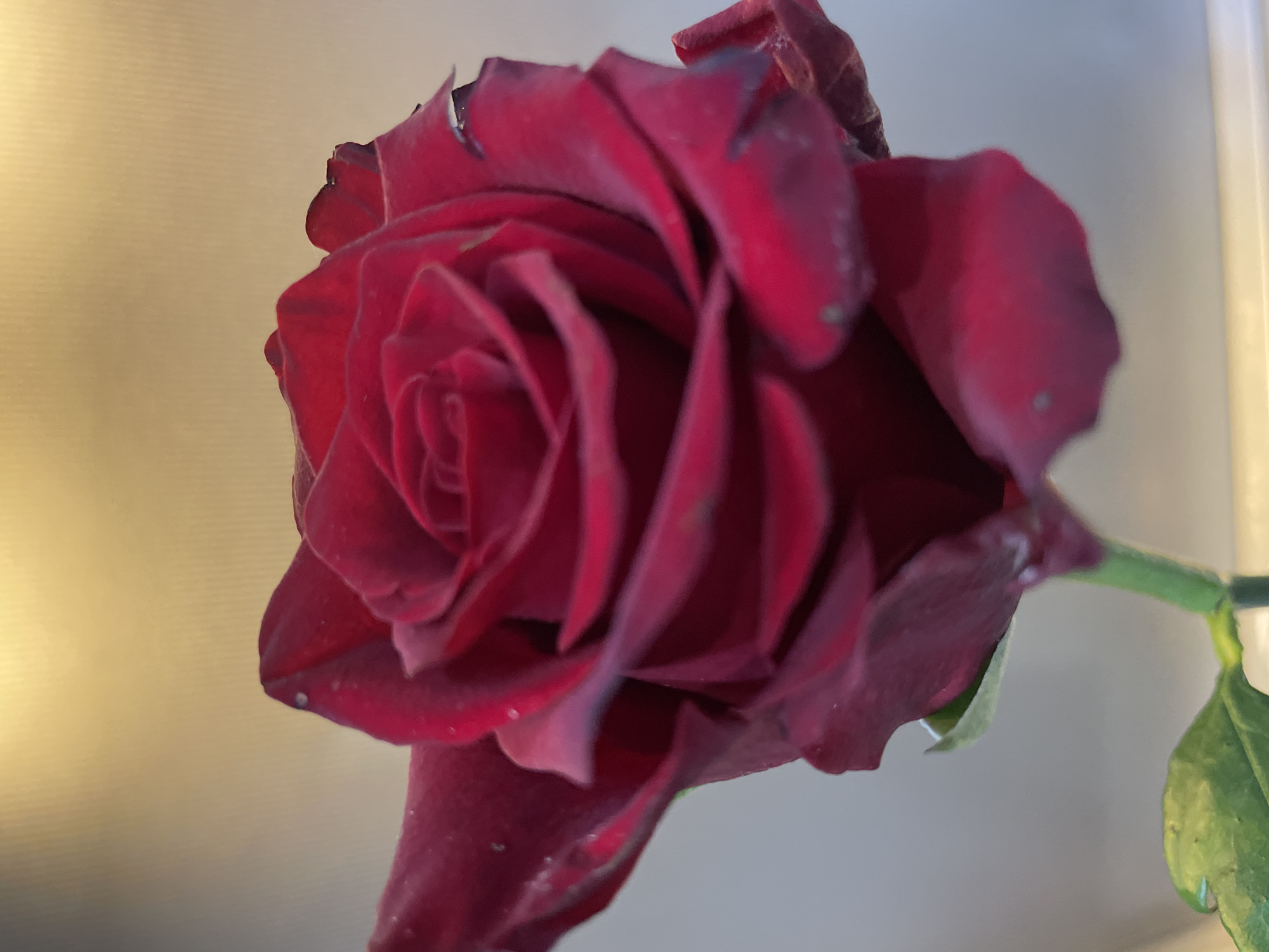 A close-up photograph depicts a single, deep red rose in full bloom. The rose is prominently positioned in the frame, its petals tightly coiled at the center and gradually unfurling outwards. There is a green stem and a partial leaf visible towards the right of the image. The background appears to be a blurred gradient of light and shadow. The scene lacks sufficient information to pinpoint the rose's precise location within Sochi, Russia.