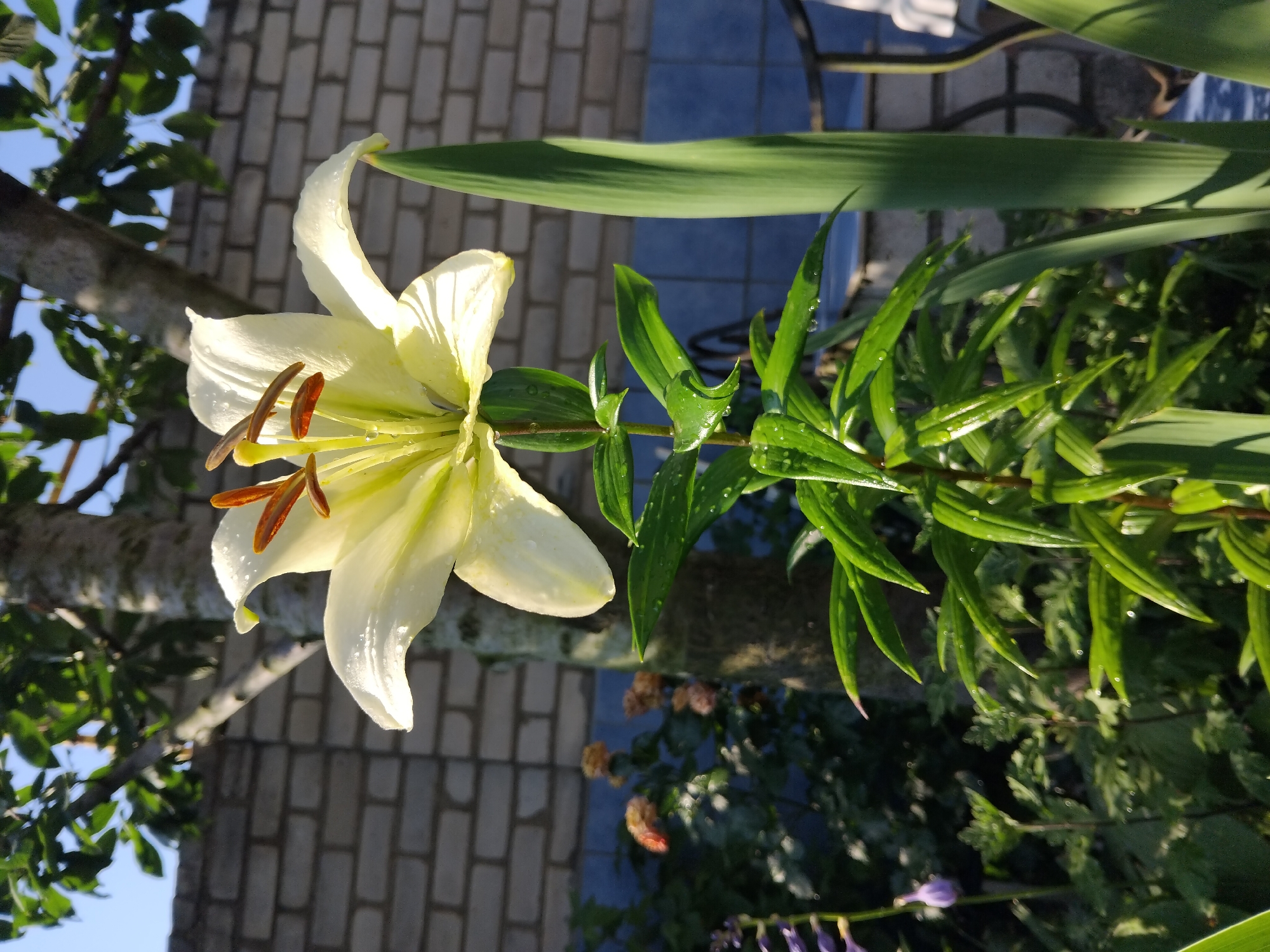 A single, pale yellow lily is in full bloom, facing slightly to the left. The flower's petals are wet with dew or raindrops, and the stamen are visible in the center, tipped with brown anthers. The lily is supported by a thick, green stem with long, pointed leaves, also speckled with water droplets. Behind the lily, a tree trunk with rough bark is visible. In the background, a brick wall with light gray bricks is slightly out of focus, and a patch of blue tiles is visible below it. To the left of the lily, a cluster of faded orange flowers and green foliage can be seen. A thin, dark green leaf in the foreground on the right partially obscures the brick wall. The scene appears to be outdoors, possibly in a garden in Zhytomyr, Ukraine, under bright daylight.
