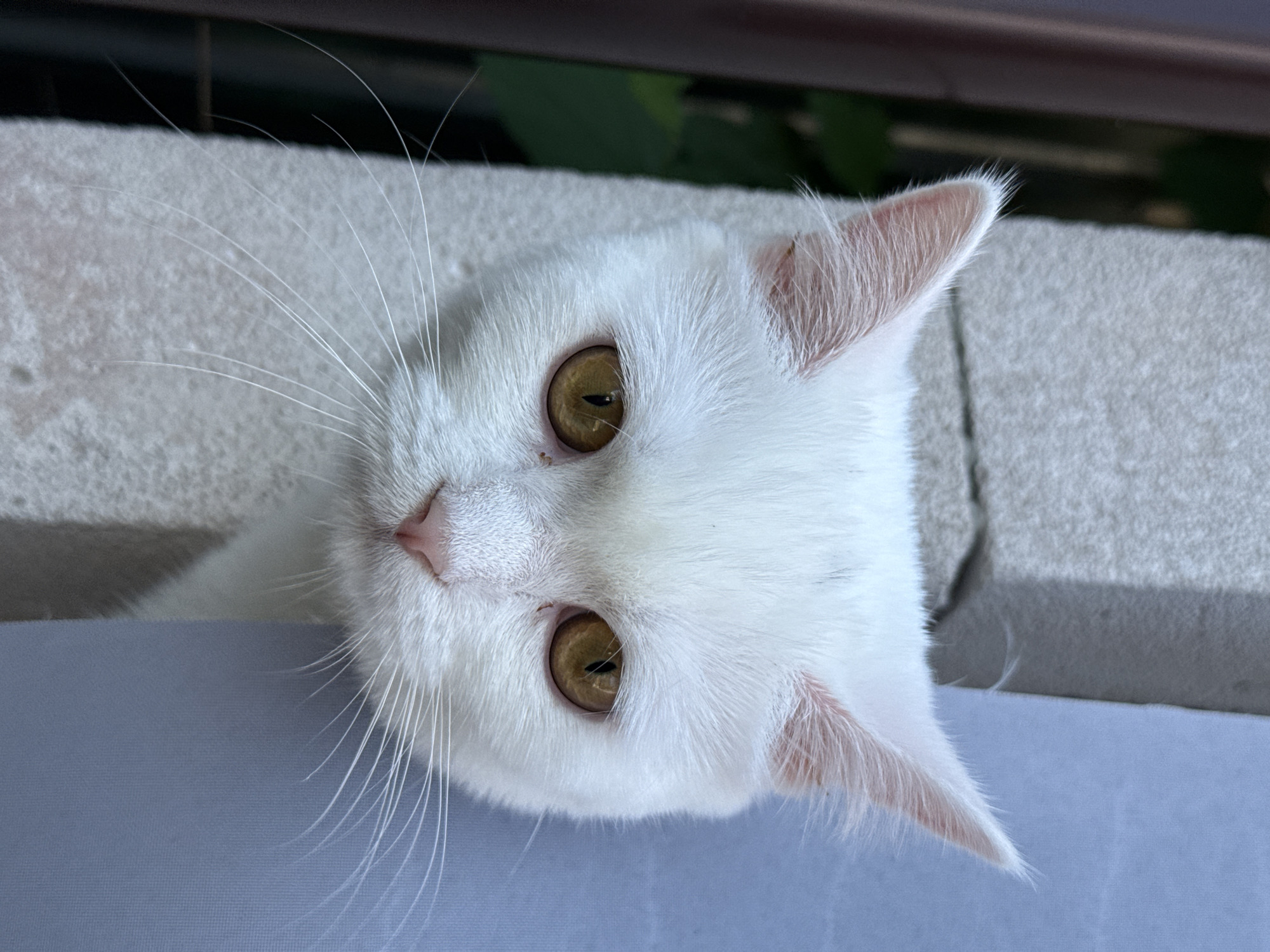 A close-up, eye-level, vertical shot shows a white cat peeking around a rough, textured, light-colored concrete pillar. The cat's head is tilted slightly, and its large, golden eyes are looking forward. Its pink nose and white whiskers are visible. The background to the left of the pillar is dark green foliage and a dark brown vertical structure, possibly a fence or a wall. To the right of the pillar is a soft, light blue fabric. The cat is positioned centrally, with its face partially obscured by the pillar and the fabric.