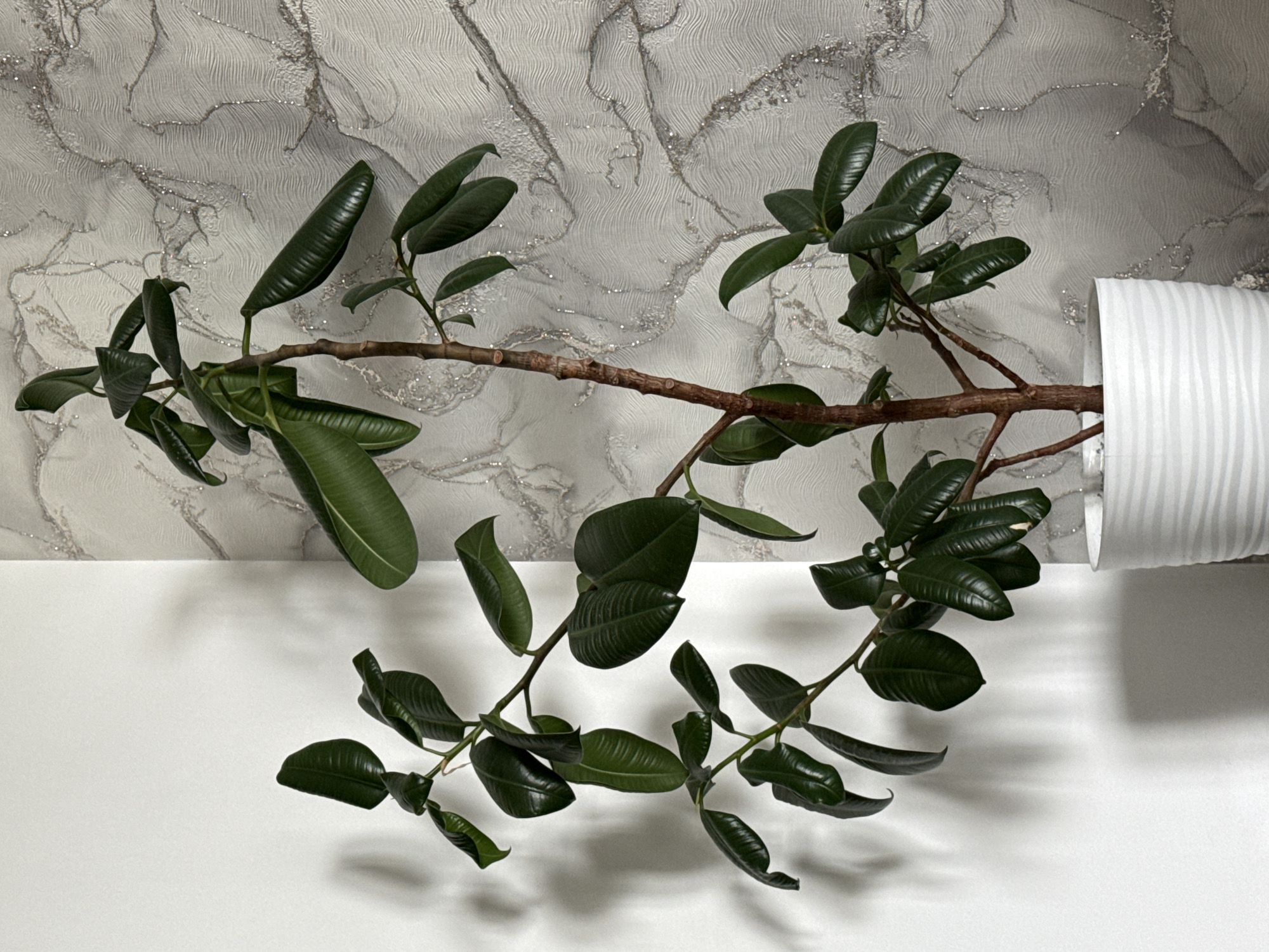 A plant stem with dark green leaves extends horizontally from a white cylindrical pot against a backdrop that is half white and half grey patterned with silver. The plant stem is brown with multiple smaller stems branching off, each bearing several leaves. The top half of the backdrop is a textured grey surface with swirling silver patterns, resembling marble or stylized clouds. The bottom half is a plain white surface. The setting is indoors. There is no evidence to confirm this is located in Krasnoyarsk, Russia.