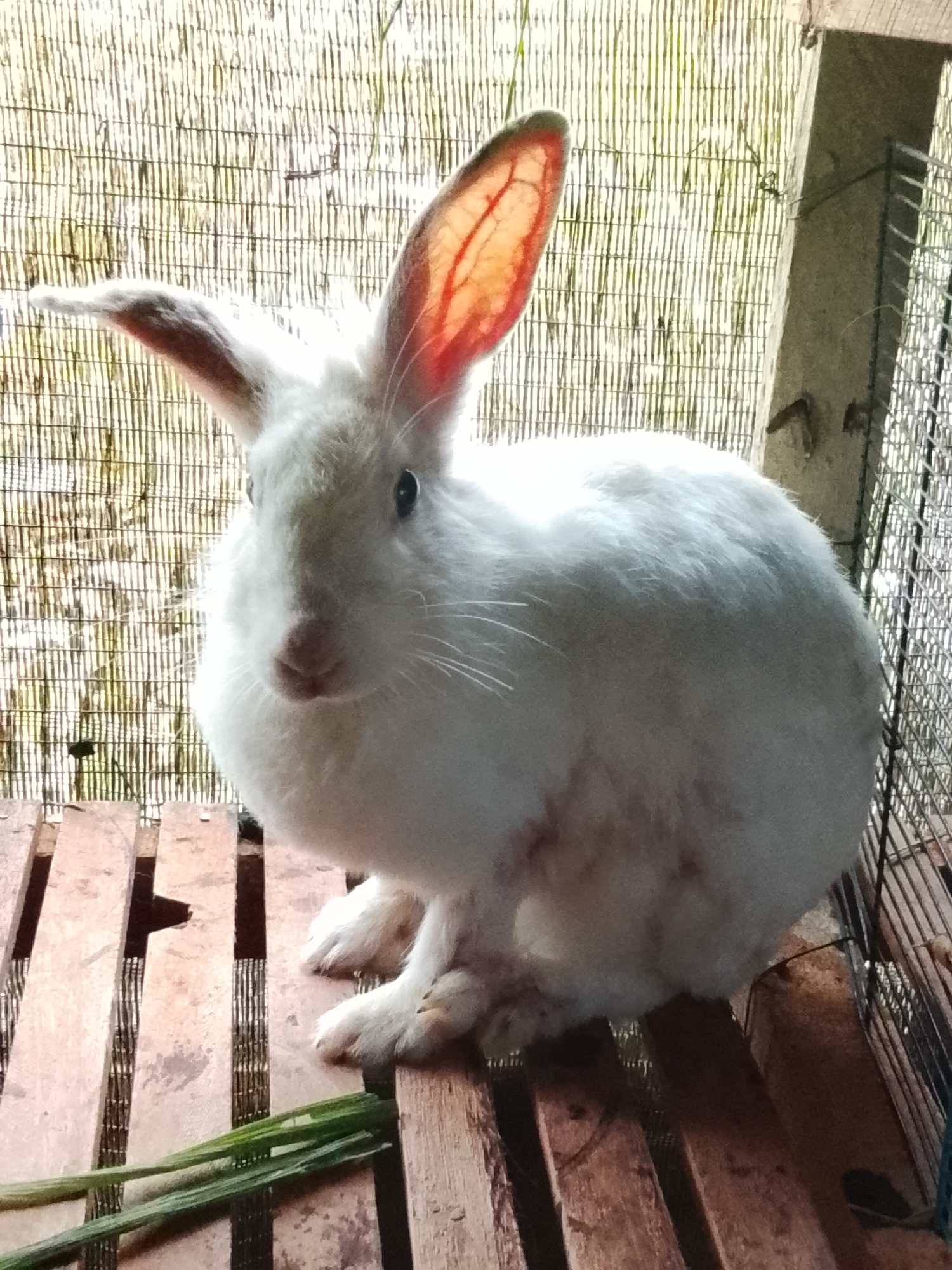 A white rabbit with large, translucent ears sits on a wooden platform in what appears to be an outdoor enclosure. The background consists of a woven bamboo screen, through which natural light filters. To the right of the rabbit, a wire cage is visible, and a concrete post forms part of the enclosure's structure. Green stalks of what looks like grass or reeds lie on the wooden platform in front of the rabbit. The rabbit's fur shows some reddish-brown patches, possibly indicating a skin condition or dirt. The image quality is low, with visible pixelation and noise. The location is identified as Blang Cut, Indonesia.