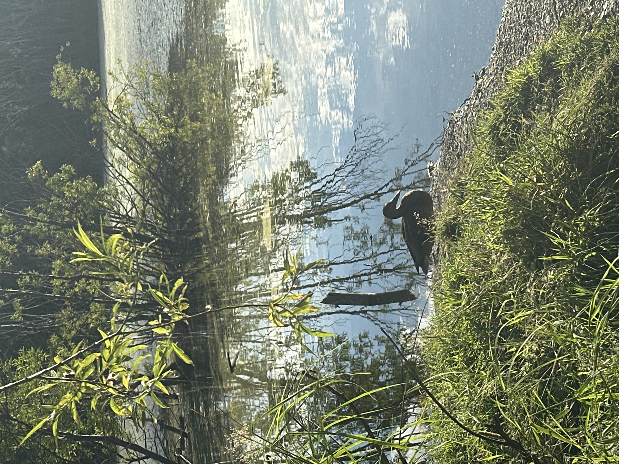 A lone dark-colored duck is perched on the grassy bank of a calm body of water. The water reflects the surrounding trees and the sky, creating a textured surface. Lush green grass covers the foreground and slopes down to the water's edge, which is composed of small pebbles. In the background, dense foliage and trees line the far bank, with some branches extending over the water. The lighting suggests it is either early morning or late afternoon, with sunlight casting shadows and highlighting the textures. There are no visible people or any signs of urban infrastructure. The scene appears to be a natural wetland or pond environment.