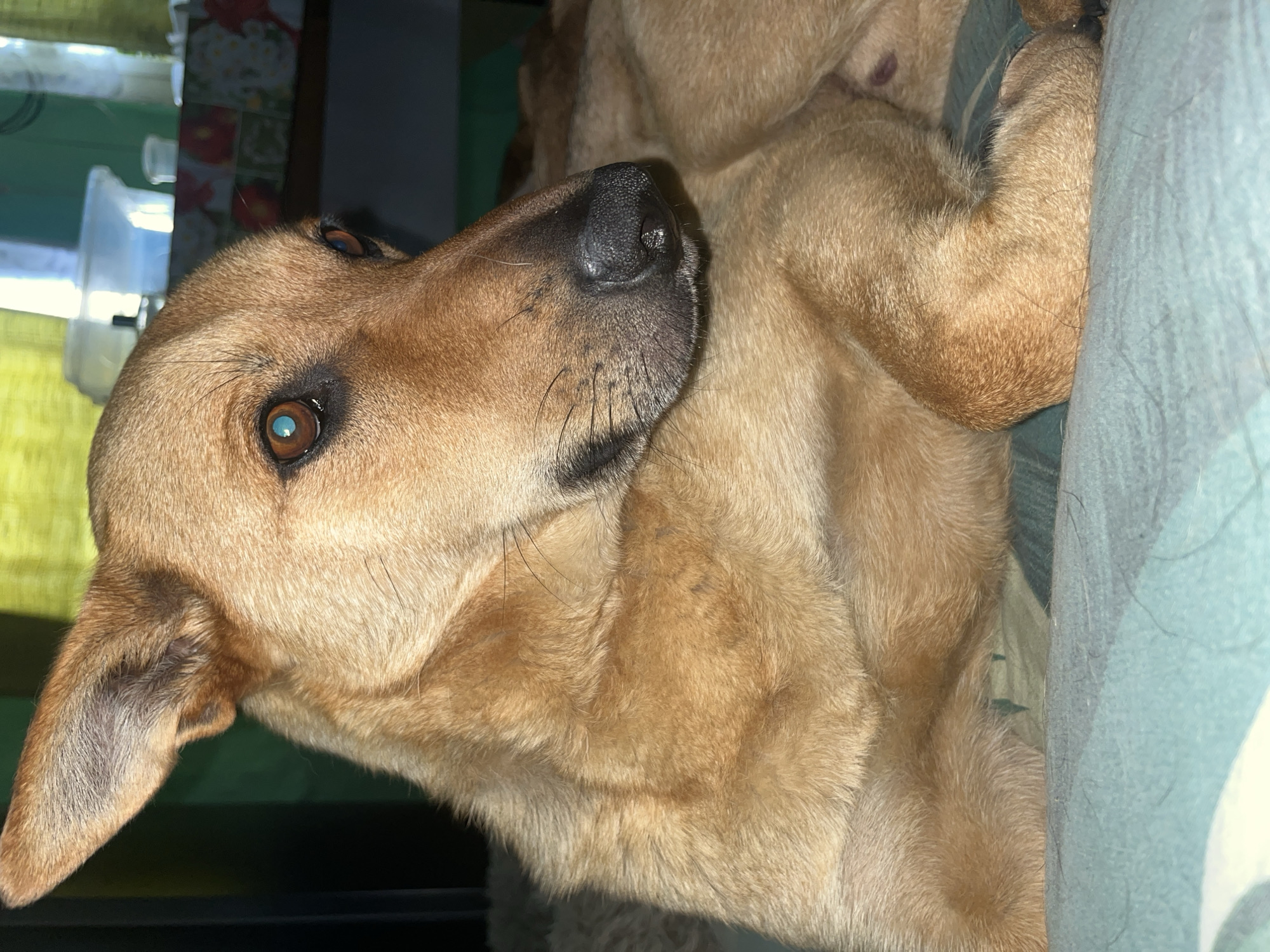 A medium shot shows a light brown dog lying on a teal and green striped blanket. The dog's head is turned to the right, with its blue-grey eyes looking off-camera. Its ears are perked up, and its nose is black and moist. The dog's fur is short and soft. The background is blurred, with hints of green and yellow fabric. The scene appears to be indoors, possibly in a home in Nizhny Tagil, Russia.