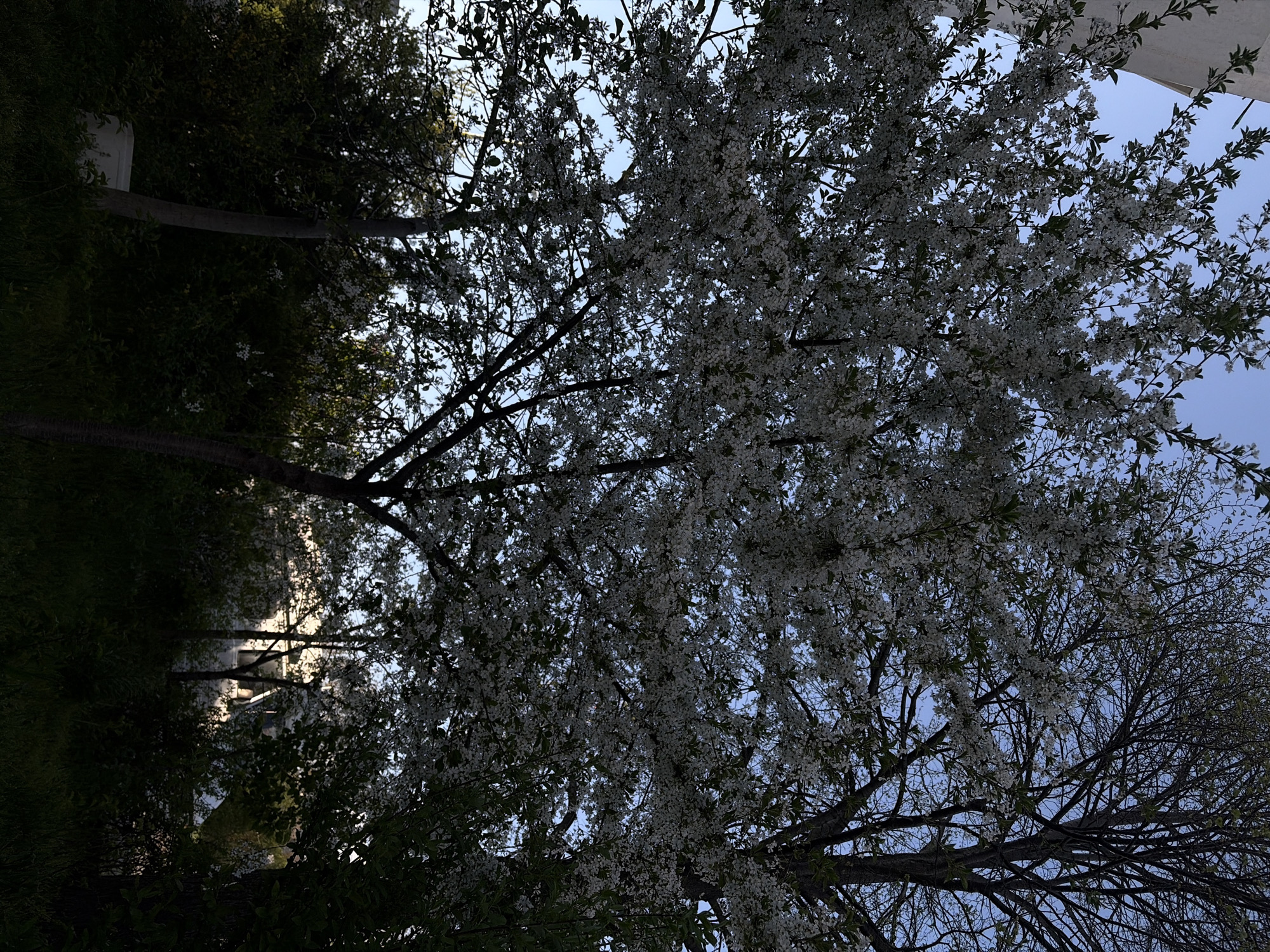 The image captures a low-angle view of blooming trees against a light blue sky. The tree in the center is laden with white blossoms, while the branches of other trees extend around it, some still bare and others with green leaves. To the left, there is a blurred view of a building and a dense green area, suggesting a park or garden. The composition is oriented vertically. The specific location within Sofia, Bulgaria, cannot be determined from the image alone.