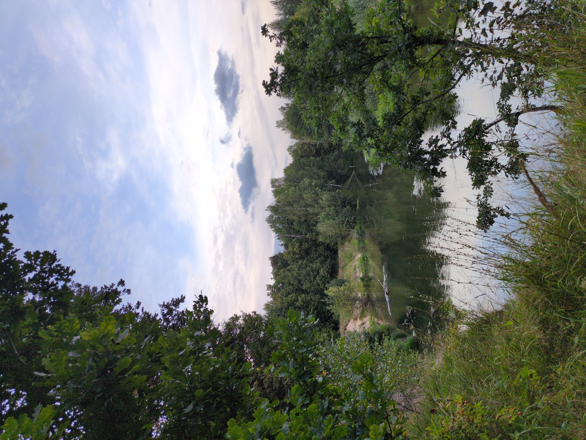 The image depicts a natural scene near Molochnaya Ferma, Russia, featuring a tranquil body of water surrounded by dense foliage. The perspective is from the bank, with the foreground dominated by lush green grass and branches of trees. The water, a dark, reflective surface, mirrors the sky and the surrounding trees. A few fallen branches or logs are visible in the water.
In the mid-ground, a sandy embankment can be seen on the opposite bank, leading up to a thick line of trees that forms the horizon. The trees are a mix of deciduous and possibly some coniferous species, creating a rich green backdrop. The sky above is partly cloudy, with soft gray and white clouds scattered across a pale blue expanse. The lighting suggests it is either early morning or late afternoon, with a diffused, gentle light bathing the scene. There are no people or animals visible in the image, making it a solitary landscape. The overall impression is one of peaceful natural beauty, undisturbed and serene.