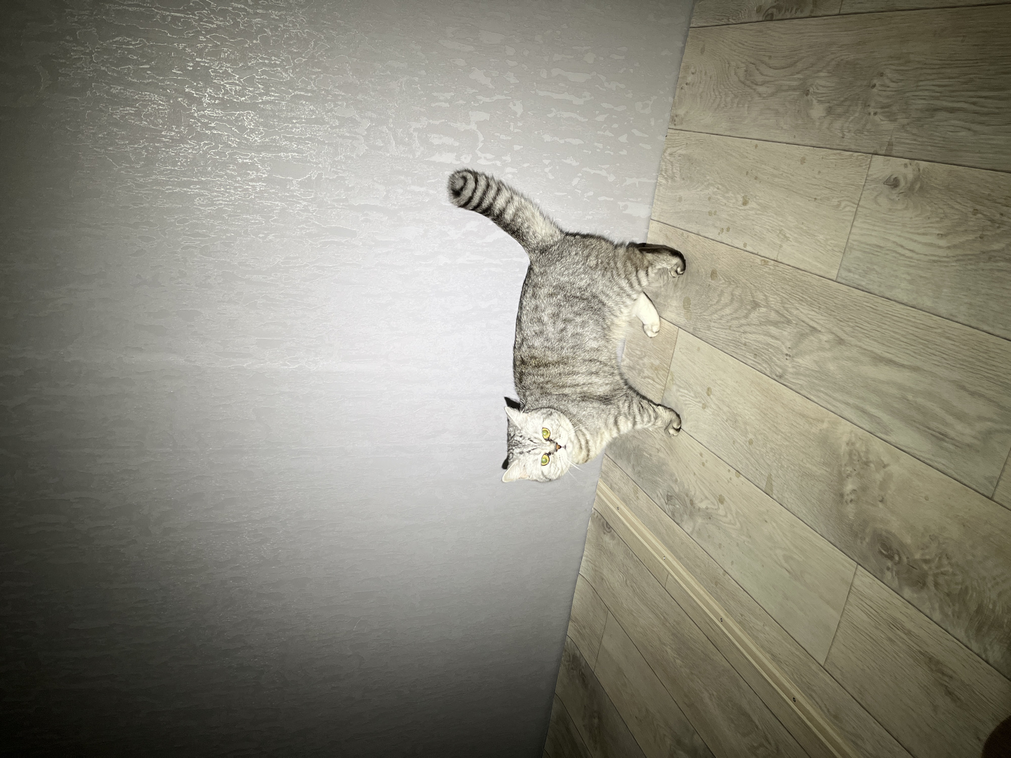 A silver tabby cat is captured from a high-angle perspective, lying on a light-colored wooden or laminate floor next to a textured, light grey wall in what appears to be an indoor setting in Chaikovsky, Russia. The cat has distinctive bright green-yellow eyes and a striped silver-grey coat. Its tail is curled upwards, showcasing its ringed pattern. The cat's front paws are tucked beneath it, while its back paws are slightly splayed. It gazes directly at the viewer with an alert and curious expression. The floor consists of light wood planks with visible grain and scattered darker spots or stains. A narrow, light-colored strip, possibly a transition or cable cover, with two small fasteners, runs across a portion of the floor. The adjacent wall features a rough, stucco-like texture and a light grey color, which subtly darkens towards the lower left, indicating artificial lighting. There is no visible text in the image.