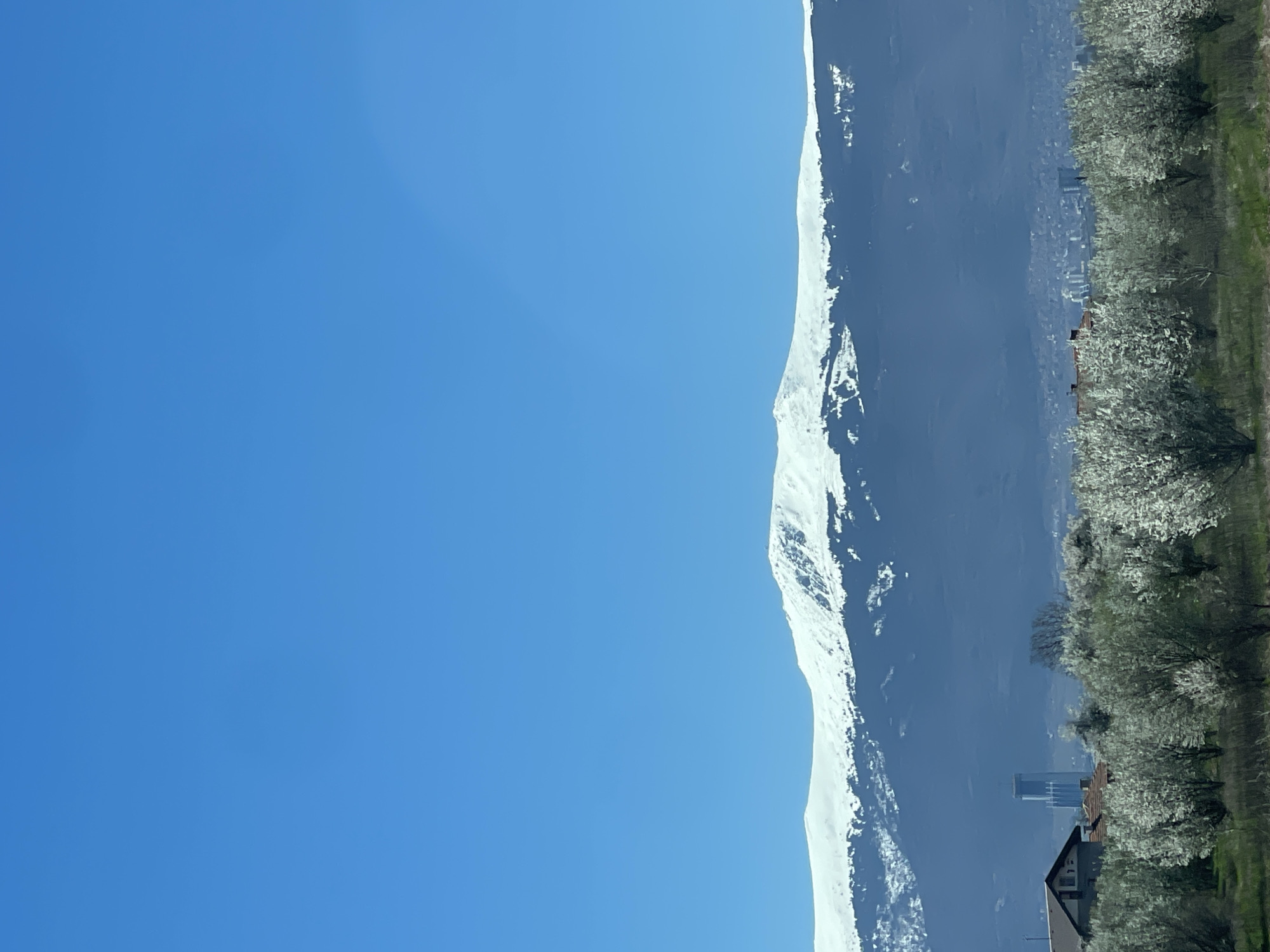 The image shows a bright blue sky taking up approximately half of the frame on the left. To the right of the sky is a snow-capped mountain range. A line of blooming trees runs along the right edge of the frame. At the base of the mountain, partially obscured by the trees, are buildings including a modern high-rise. The scene is likely located in the city of Krivina, Bulgaria, as requested.