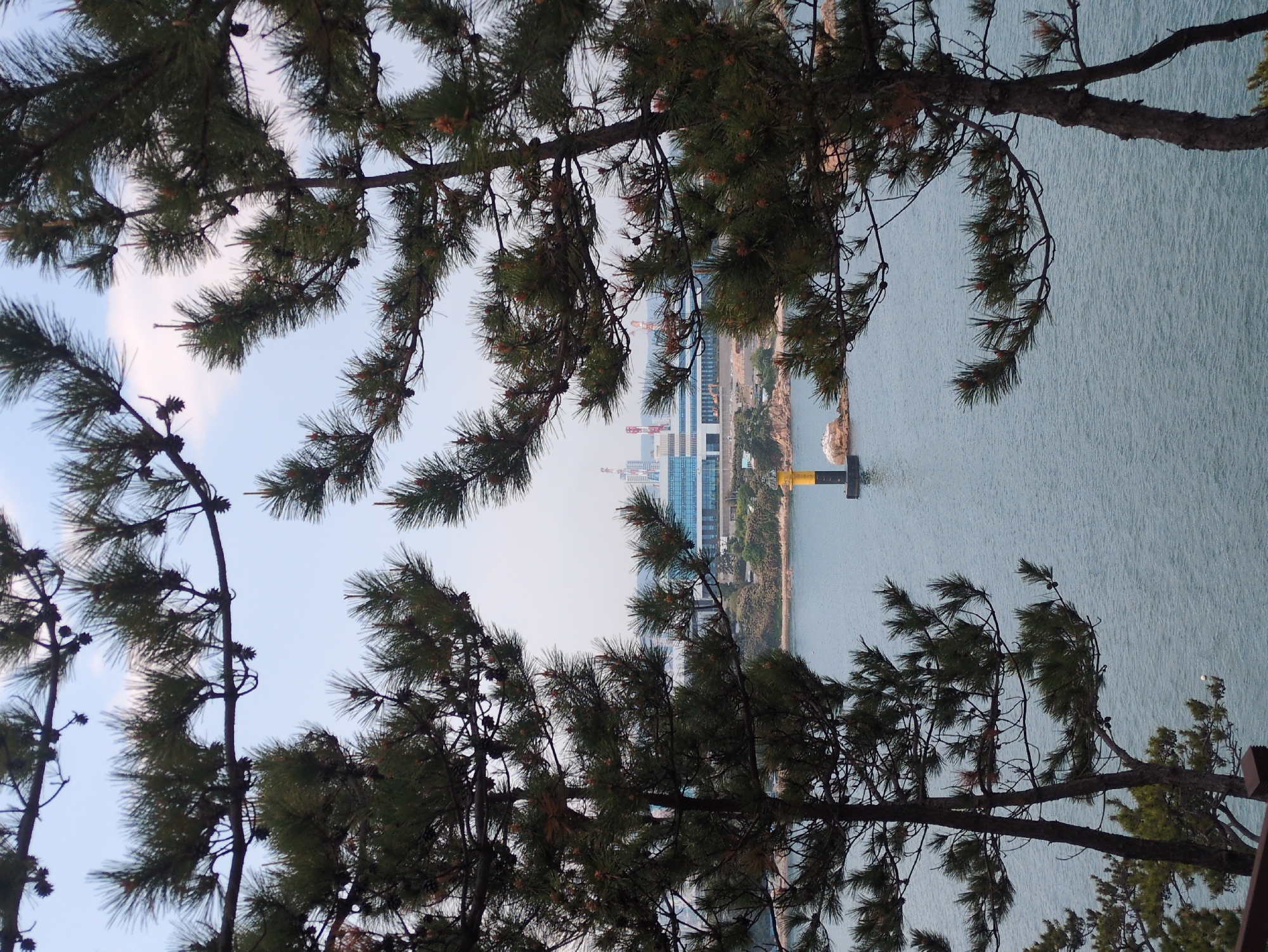 The image shows a waterfront view in Ulsan, South Korea. In the distance, modern high-rise buildings are visible, indicating an urban setting. A yellow and black lighthouse-like structure stands on a strip of land extending into the water. The water itself is calm with visible ripples.
The foreground is dominated by pine tree branches with needles and small cones, framing the view. The sky is pale blue, suggesting daylight. The overall scene is a blend of natural and urban elements, typical of coastal cities.