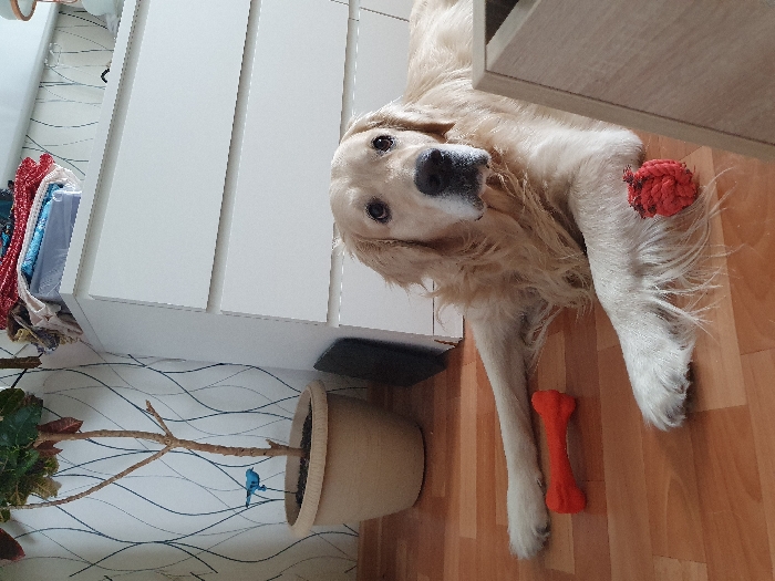 The scene is an indoor setting in Chaikovsky, Russia. A Golden Retriever dog with light golden fur is positioned in the foreground, lying prone on a light-brown wooden floor, facing directly towards the viewer with its front paws extended forward. To the left of its left paw, an orange bone-shaped chew toy rests on the floor. Near its right paw, a red spherical rope toy is visible. In the background, to the left, a potted plant with a slender trunk and sparse green leaves stands in a beige pot. A small blue bird ornament is affixed to one of the plant's branches. The wall behind the plant features light-toned wallpaper with a subtle, dark, wavy line pattern. To the right of the plant, a white dresser with four visible drawers is positioned against the wall. Stacked on top of the dresser are various folded textiles and a clear plastic container. A fragment of a light-colored wooden furniture item is visible in the lower right corner of the frame.