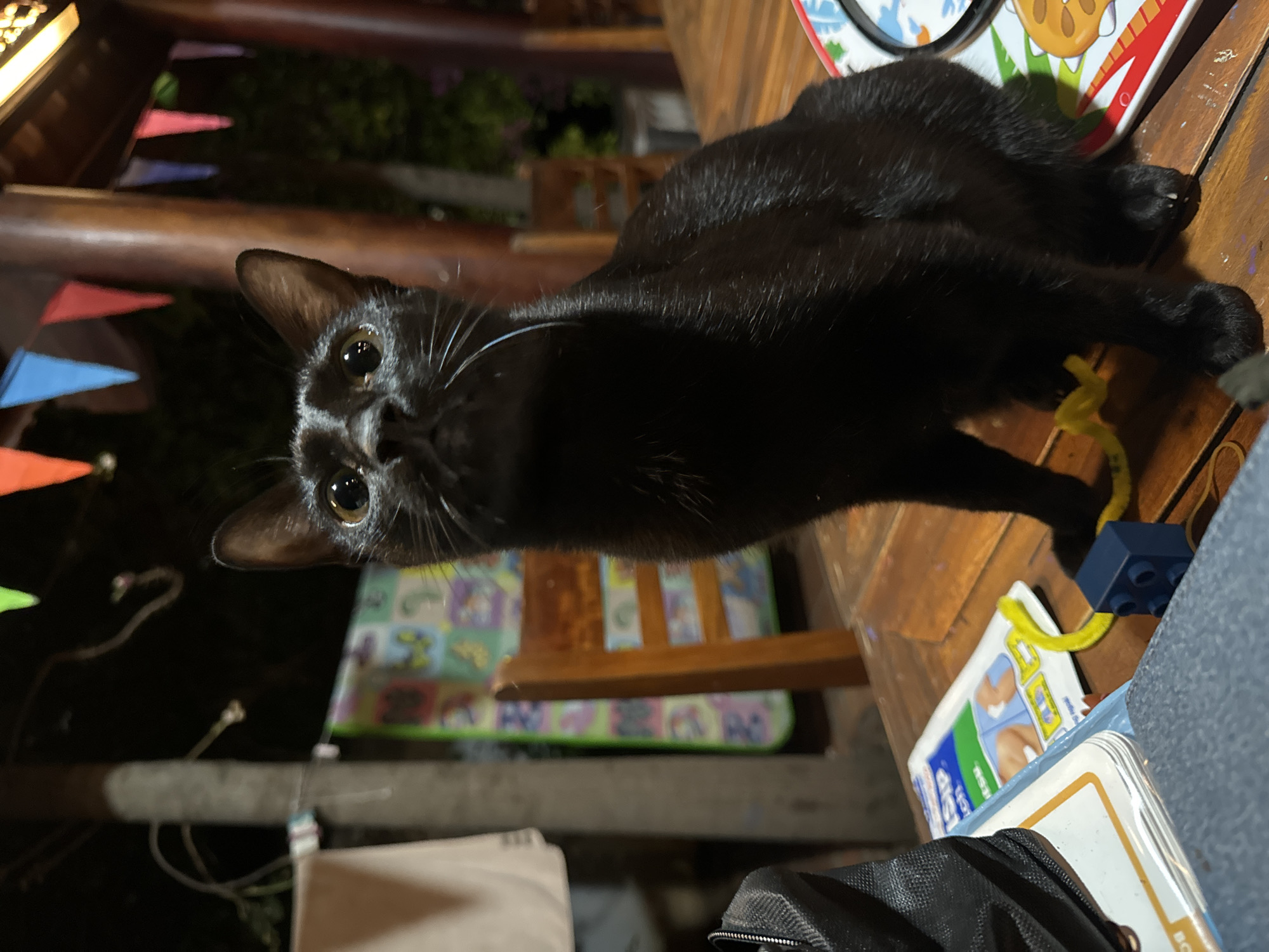A black cat with yellow eyes is perched on a wooden surface. The cat is facing the camera, and its whiskers are prominent. Underneath the cat is a chair with a colorful mat on the seat. The background is blurred, but it appears to be an outdoor setting with string lights and foliage. The location is Mũi Né, Vietnam.