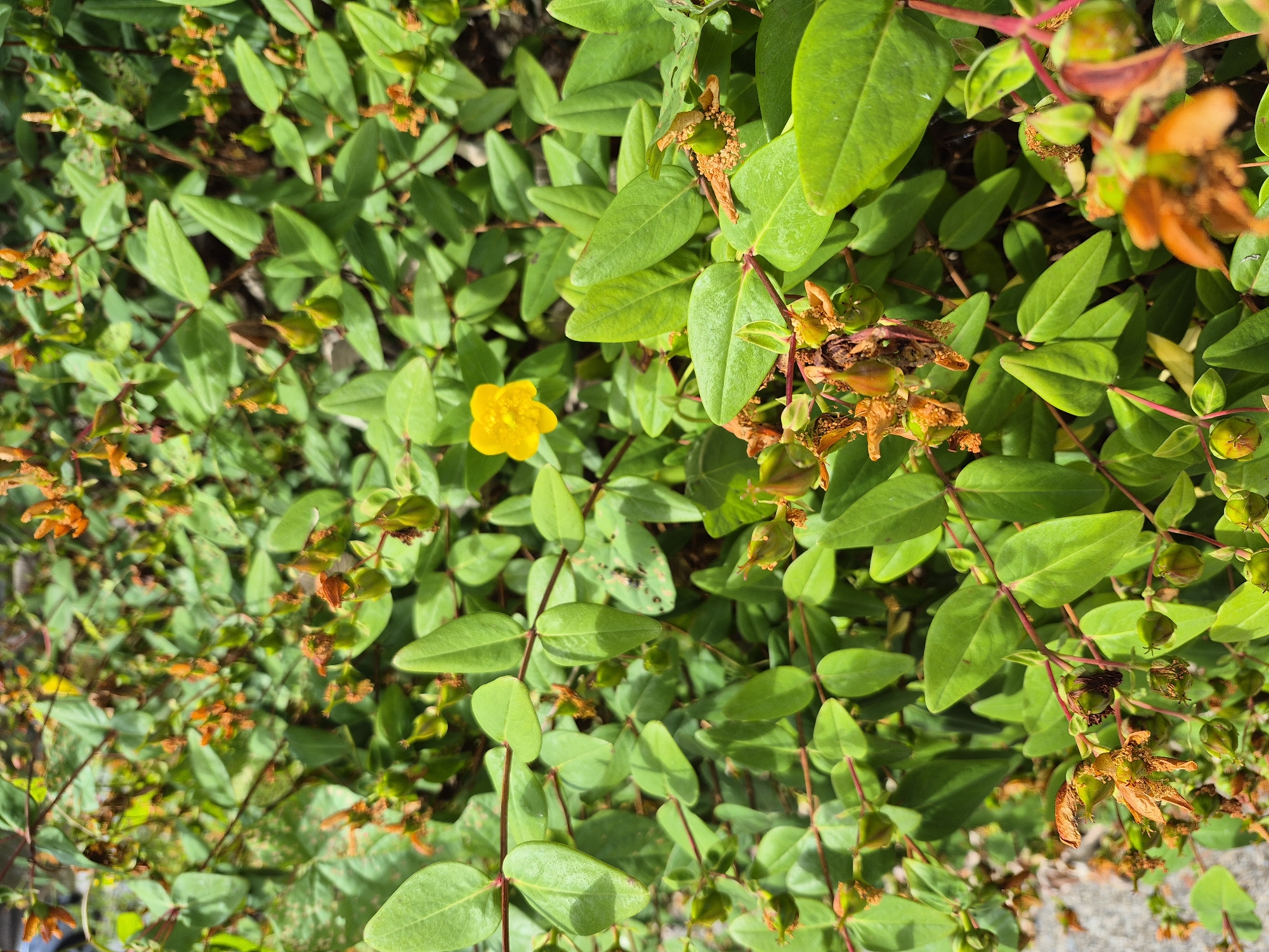 This is a close-up, eye-level shot of a dense shrub, likely St. John's Wort, with numerous small green leaves and several developing seed pods. A single, small, bright yellow flower is visible in the upper center of the frame. The background is a blur of more green foliage and some reddish stems. The ground, partially visible on the left, appears to be a gravel path. The lighting suggests it is daytime, with dappled sunlight. The image is taken in Central Park, Ireland.
