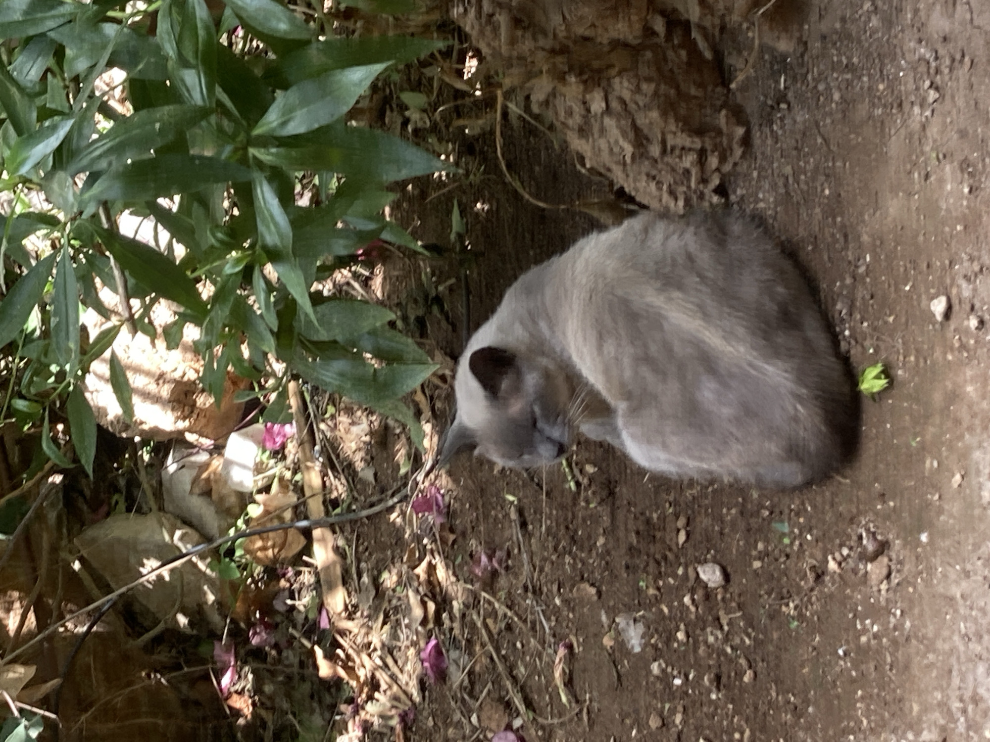 A light brown and gray cat with darker points on its ears and face is curled up on the dirt ground, its eyes closed. The cat is in a shaded area, with green foliage visible behind and to the right of it. The ground is composed of soil, small stones, and scattered dry leaves and pink petals. To the left, partially obscured by foliage and shadows, are what appear to be large, light-colored rocks or debris. The scene appears to be in an outdoor setting, possibly a garden or natural area. There is no indication of the cat's location in the city of Palmanova, Spain.