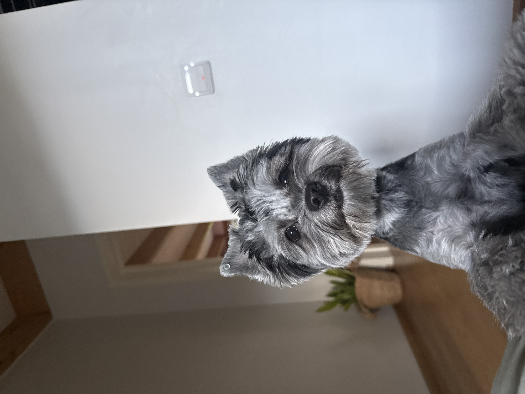 A close-up shot captures a small, grey dog with shaggy fur and alert ears. The dog is positioned in the foreground, with its head tilted slightly and its eyes looking directly at the camera. Behind the dog, the background shows an interior scene. To the left, a wall with wooden beams is visible, suggesting a ceiling or sloped roof. Further back, a doorway leads to another room, and a potted plant sits on the floor. To the right, a plain white wall dominates the space, with a small white device mounted on it. The flooring appears to be light-colored wood. The lighting in the scene is soft, with a light source coming from the front, illuminating the dog's face. There is no indication of the city of Chaikovsky, Russia, or any specific geographic location.