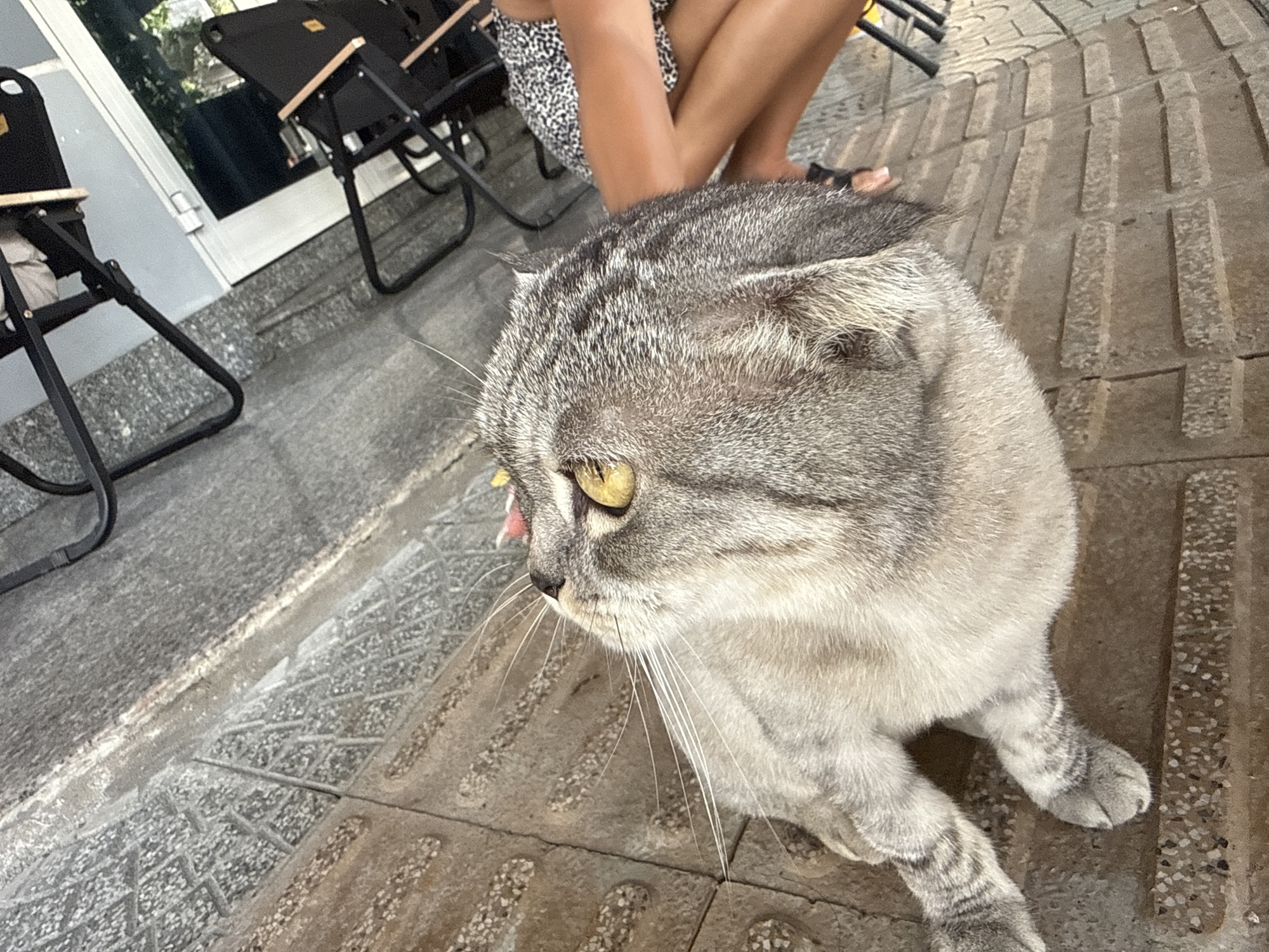 A grey Scottish Fold cat is sitting on a tiled walkway. A person is sitting in a chair behind the cat. There are multiple chairs and a building visible in the background. The location is Đà Nẵng, Vietnam.