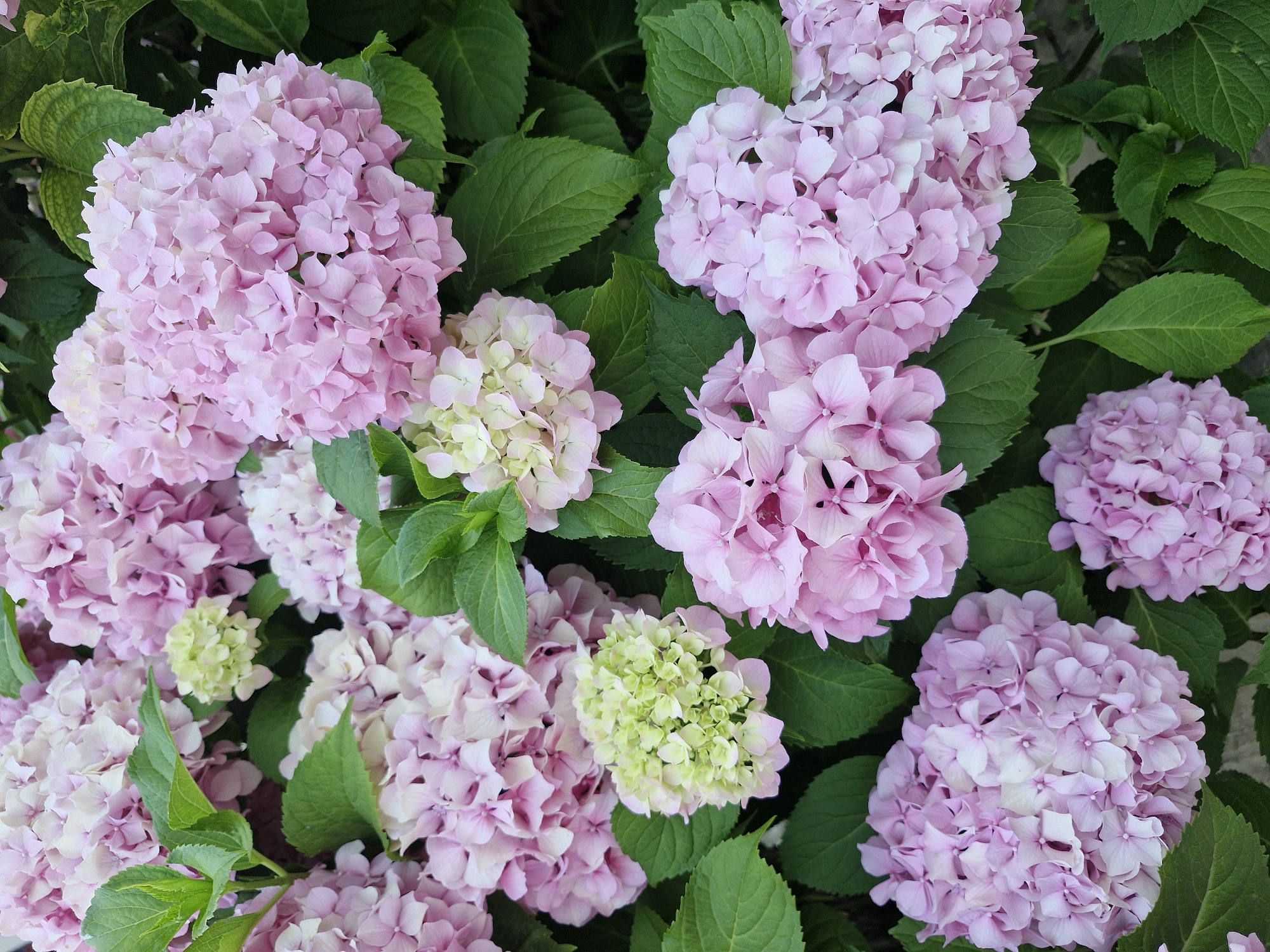 This is a close-up, eye-level, medium shot of a cluster of blooming hydrangeas in an outdoor setting, likely a garden or park in Sozopol, Bulgaria. The flowers are predominantly various shades of pink, with some lighter pink and pale green blooms interspersed. The blossoms are in large, rounded clusters, with individual petals clearly defined. Dark green, leafy foliage surrounds the flowers, providing a strong contrast to the lighter hues of the blooms. The lighting appears to be natural daylight, casting subtle shadows and highlighting the texture of the petals and leaves. No people or animals are visible in the frame. The overall impression is one of lush, natural beauty, characteristic of a summer garden.