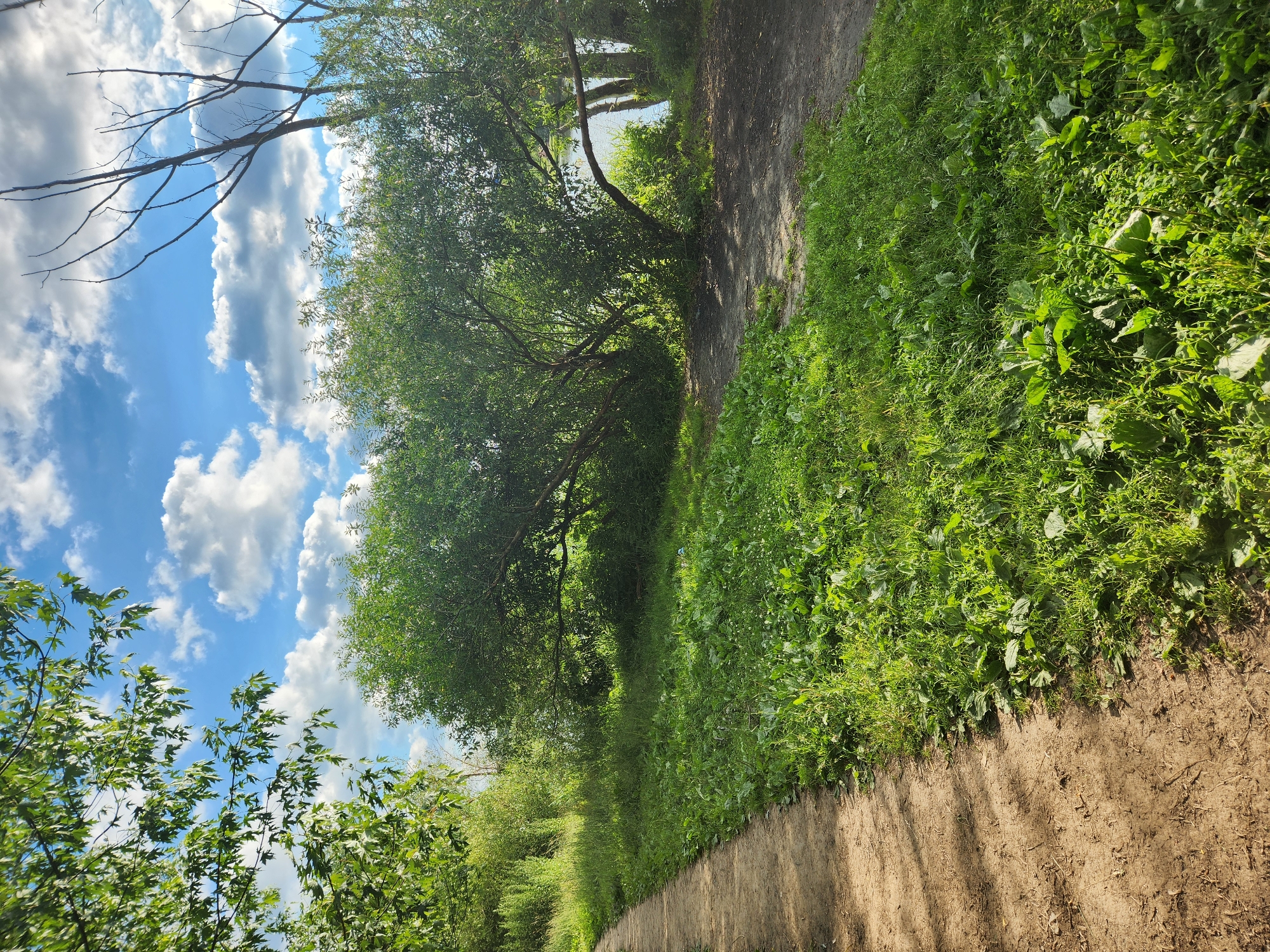 The image depicts a sunlit pathway winding through a lush green area with trees and vegetation. The pathway appears to be made of dirt or gravel and is bordered by dense grass and plants. In the background, a body of water, possibly a river or lake, is visible, surrounded by trees. The sky is blue with scattered white clouds. The scene conveys a peaceful, natural environment. The location is in Vniissok, Russia. There are no people or animals visible in the image.