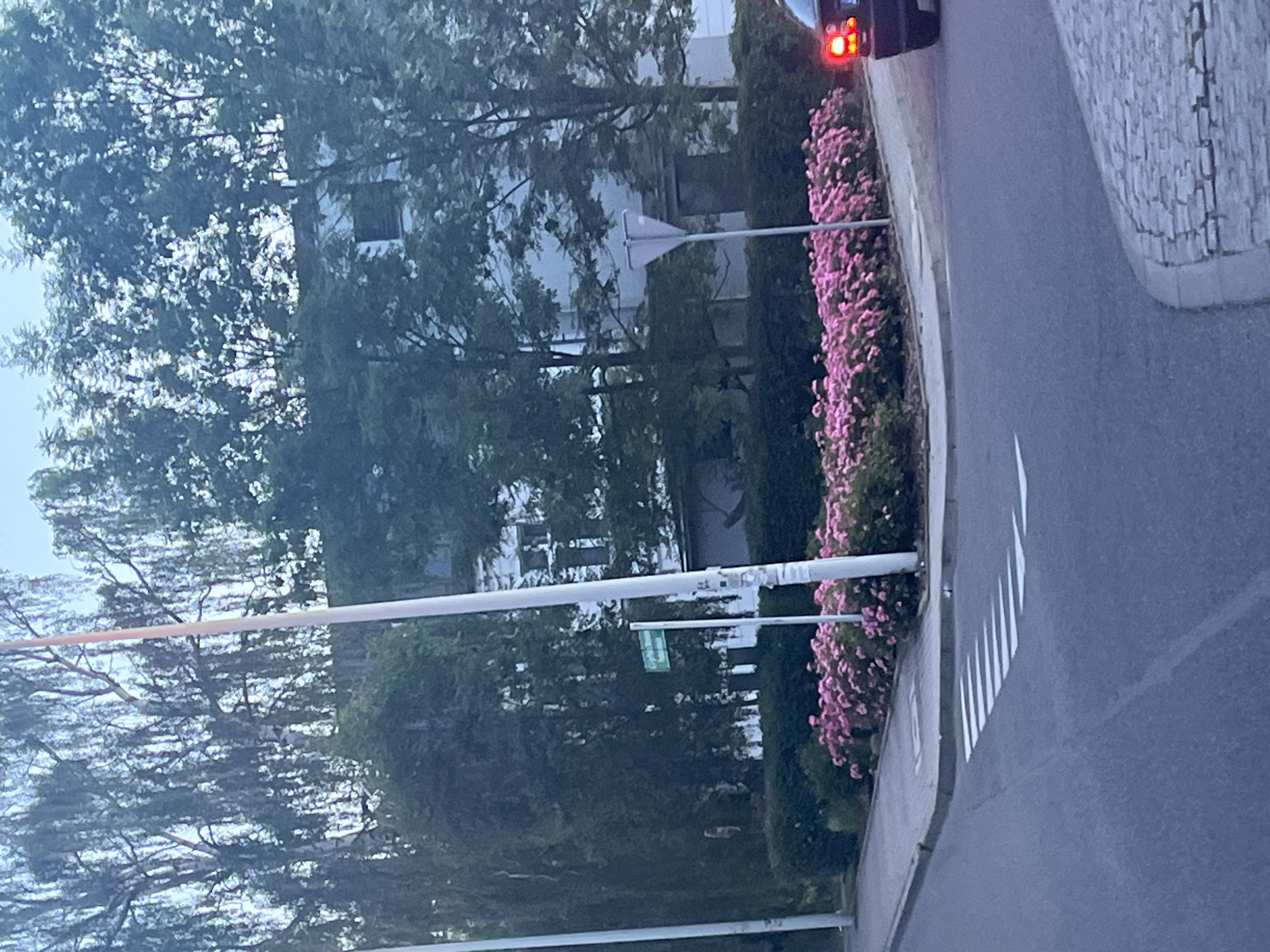 The image depicts a street corner in a city, featuring a crosswalk, a planter filled with pink flowers, trees, and a building in the background. A black car is visible at the right edge of the frame, with its taillights illuminated. A white pole with a green street sign is located near the flowers. The sky is overcast, and the lighting suggests it is either early morning or late evening.