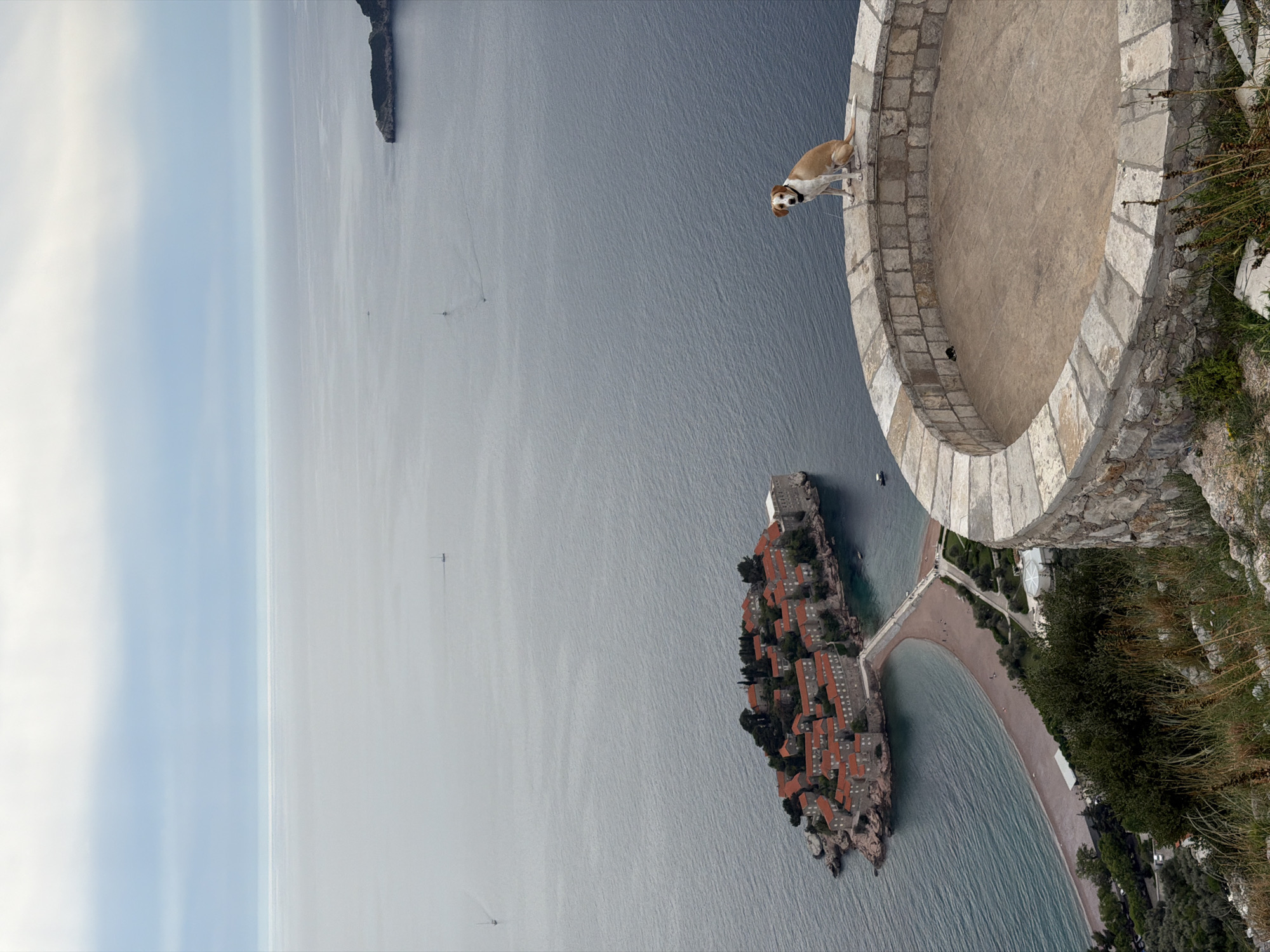 The image depicts an aerial view of Sveti Stefan, Montenegro. In the foreground, a tan dog stands on a stone balcony overlooking the Adriatic Sea. Below the balcony, a narrow isthmus connects the mainland to the island of Sveti Stefan, which is densely packed with buildings featuring red-tiled roofs. The sea is a muted gray-blue, with a few small boats visible. In the distance, the sky is overcast.
