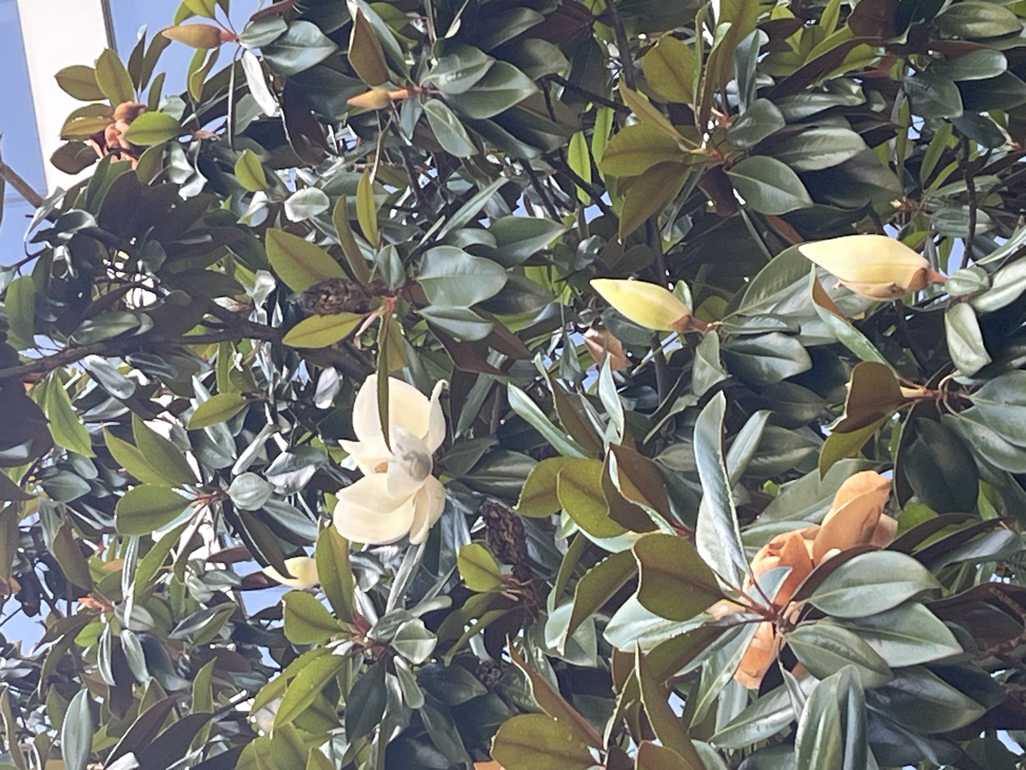 In the city of Sochi, Russia, a close-up shot captures a magnolia tree laden with flowers and buds against a backdrop of a clear blue sky. The image showcases the lush greenery of the tree, with its large, glossy dark green leaves providing a rich texture. Several magnolia flowers, varying in stage of bloom, are visible. One fully bloomed flower, a creamy white with delicate petals, is positioned prominently in the upper center of the frame. Surrounding it are several unopened buds, some a pale yellow, indicating the progression of the flowering season. The branches are thick and sturdy, supporting the weight of the blooms. The overall impression is one of natural beauty and tranquility, a common sight in the subtropical climate of Sochi.