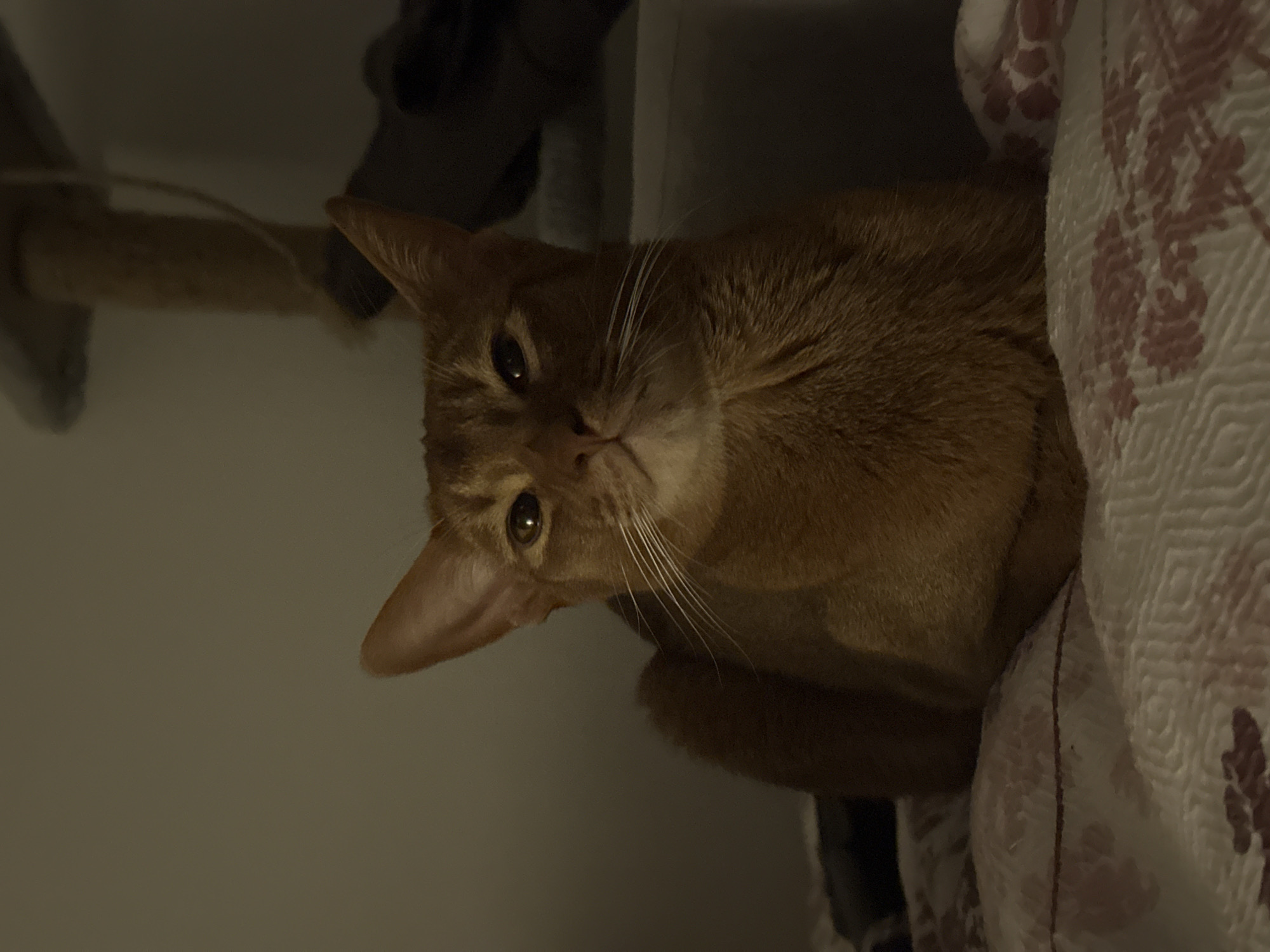 An Abyssinian cat rests on a patterned blanket. A cat tree is visible in the background. The location is not discernible.
