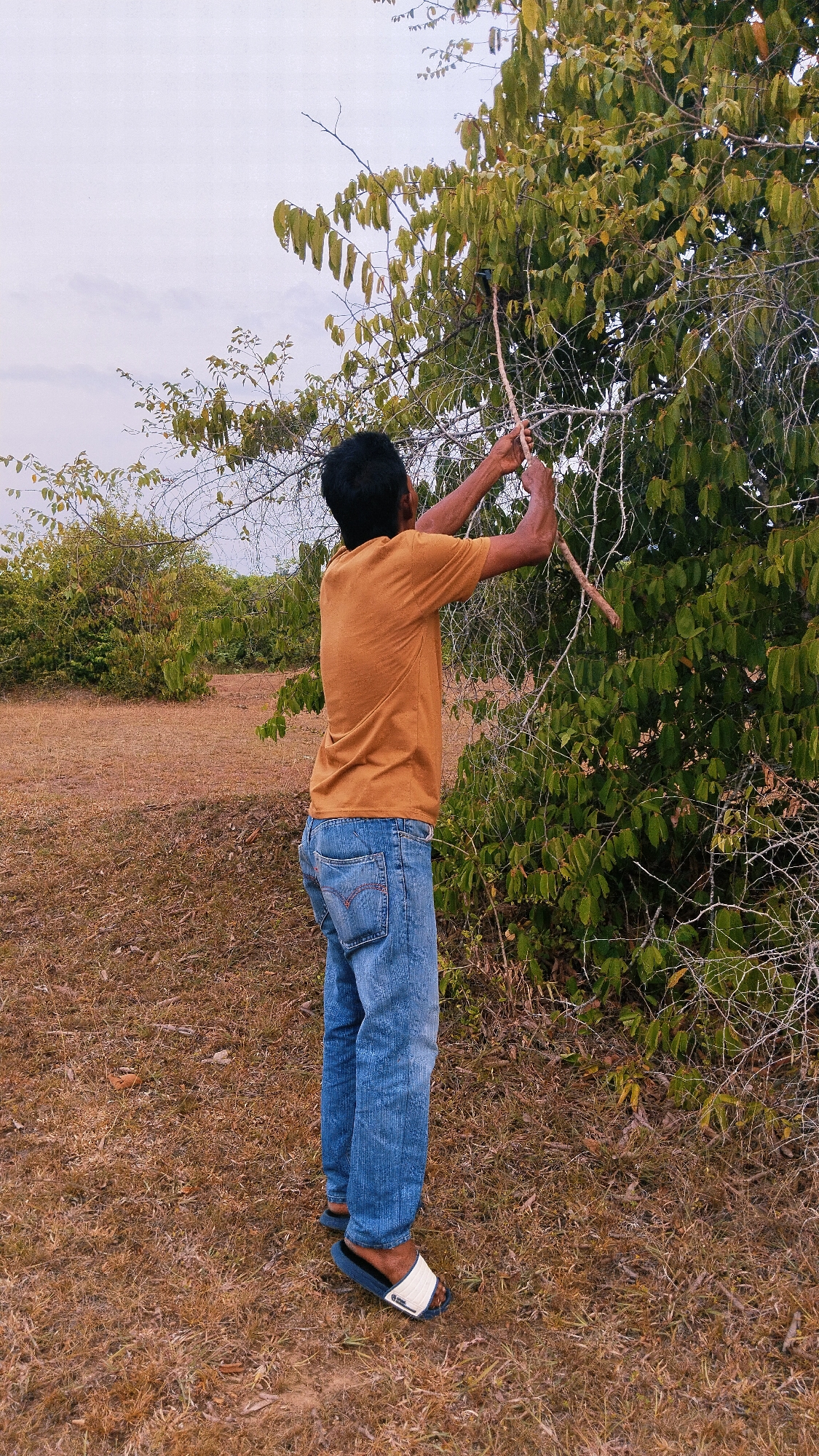 In the rural outskirts of Peuneulettunong, Indonesia, a young man wearing a faded orange t-shirt and blue jeans stands in a dry, grassy field. He is reaching up with both hands, holding a long, thin stick, to interact with the branches of a dense, green leafy tree. The tree is characterized by its numerous branches and a cloudy sky forms the backdrop. The ground around him is covered in dry, brown vegetation, with sparse green bushes visible in the distance. The man is wearing dark blue sandals with white accents.