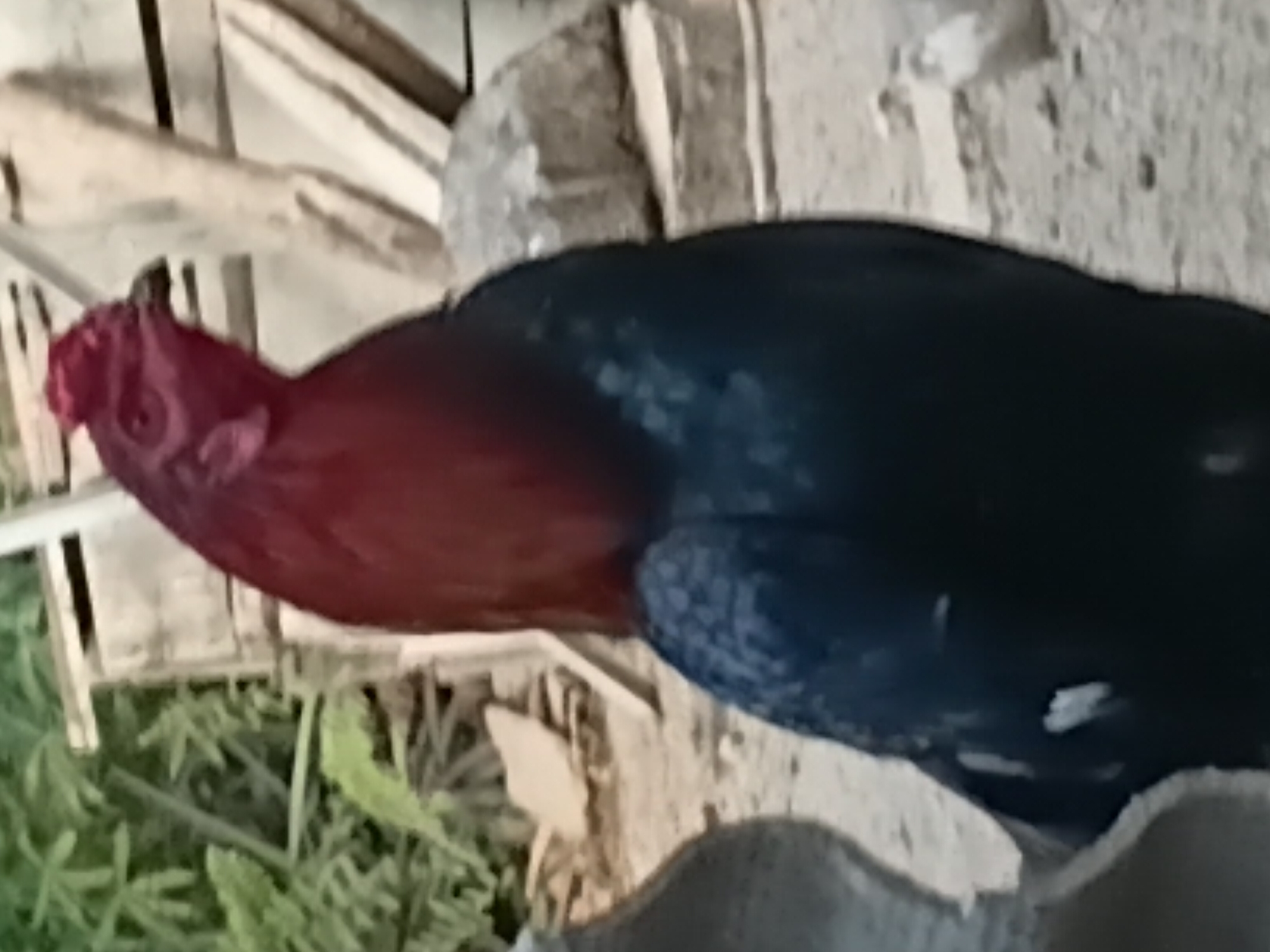 The image is a close-up, eye-level shot of a rooster standing outdoors. The rooster has dark blue feathers on its body and bright red plumage on its head and neck. The background is blurred but appears to be a rural or semi-rural setting, possibly a yard or farm, with wooden structures, rocks, and some vegetation. The lighting suggests it is daytime. The location is Margo Rukun, Indonesia.