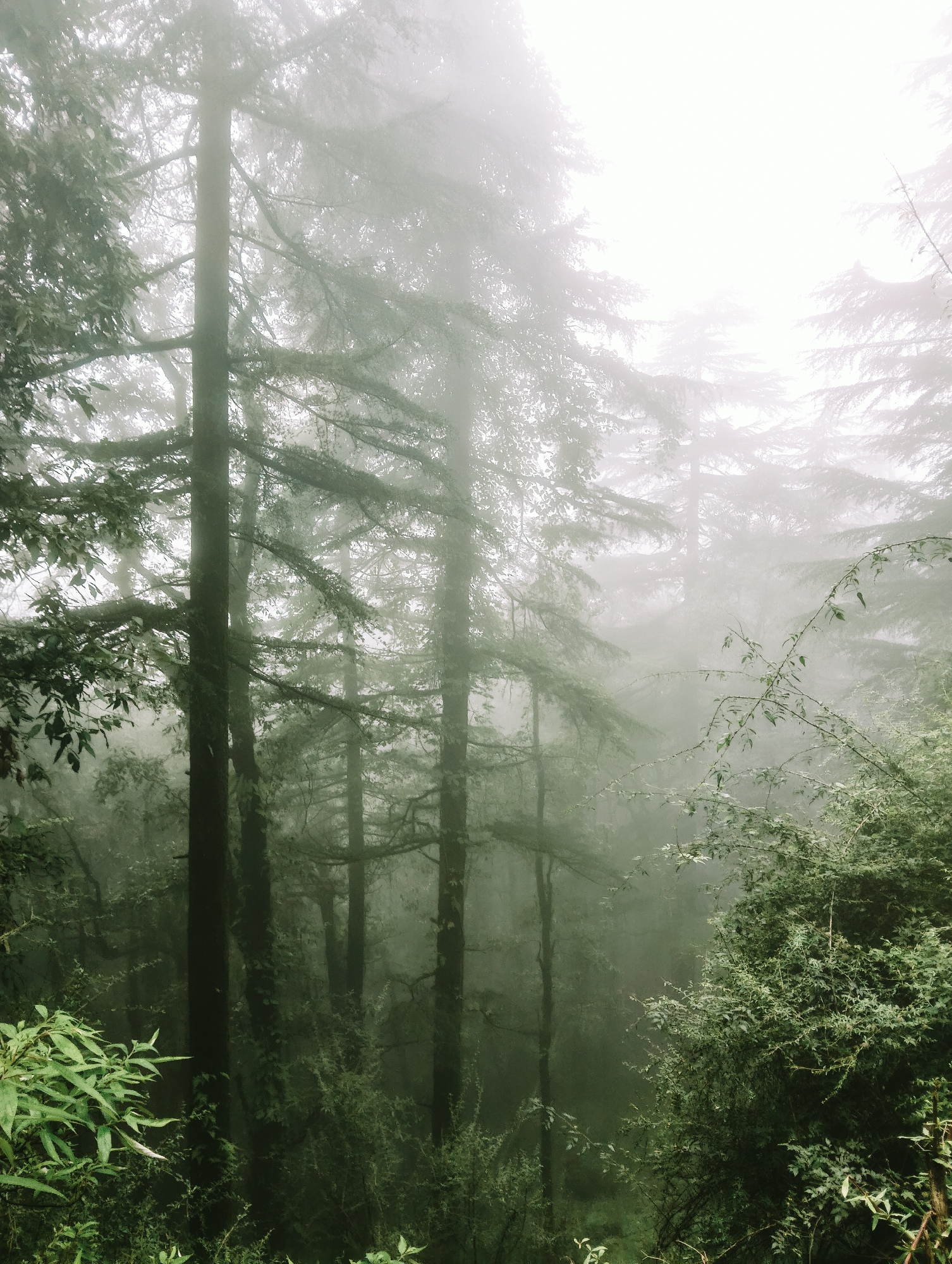 The image depicts a foggy forest scene. Tall trees with dense foliage dominate the frame, their trunks dark and imposing. The fog creates a diffused light, softening the edges of the trees and obscuring the background. Lush green undergrowth and smaller bushes fill the lower portion of the image, adding texture and depth. The overall atmosphere is serene and slightly mysterious due to the pervasive fog, which lends a dreamlike quality to the forest. The location is identified as Dharamkot, India, suggesting a natural, possibly mountainous, environment. There are no people or visible actions in the image, focusing purely on the natural landscape.