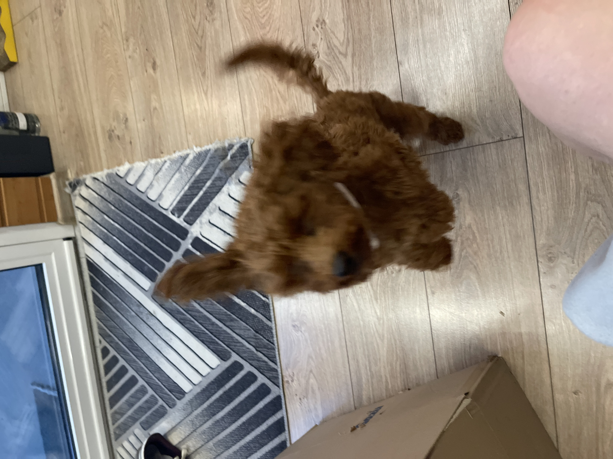 A blurry, light brown, curly-haired dog is in motion on a light brown hardwood floor with wide planks. A person's leg is visible in the upper right corner of the frame. To the left, there is a light gray and navy blue patterned rug. Adjacent to the rug is a white frame and glass, possibly a window or door. A cardboard box is in the lower right corner. The location cannot be determined to be in Sofia, Bulgaria based on the visual information provided.