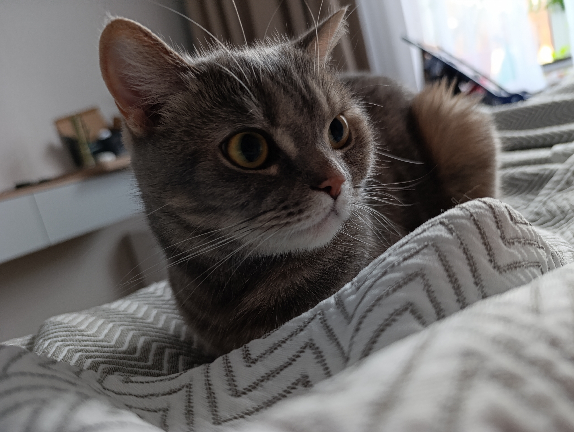 A gray tabby cat is lying on a bed covered with a gray and white zigzag patterned blanket. The cat's head is turned slightly to the right, and its yellow eyes are open. The cat has white whiskers and a pink nose. A partially visible tail is curled behind the cat. The location is possibly Chaikovsky, Russia. In the background, a white wall and window are visible. A table is partially seen on the left side. A cell phone or tablet is resting on the window sill.