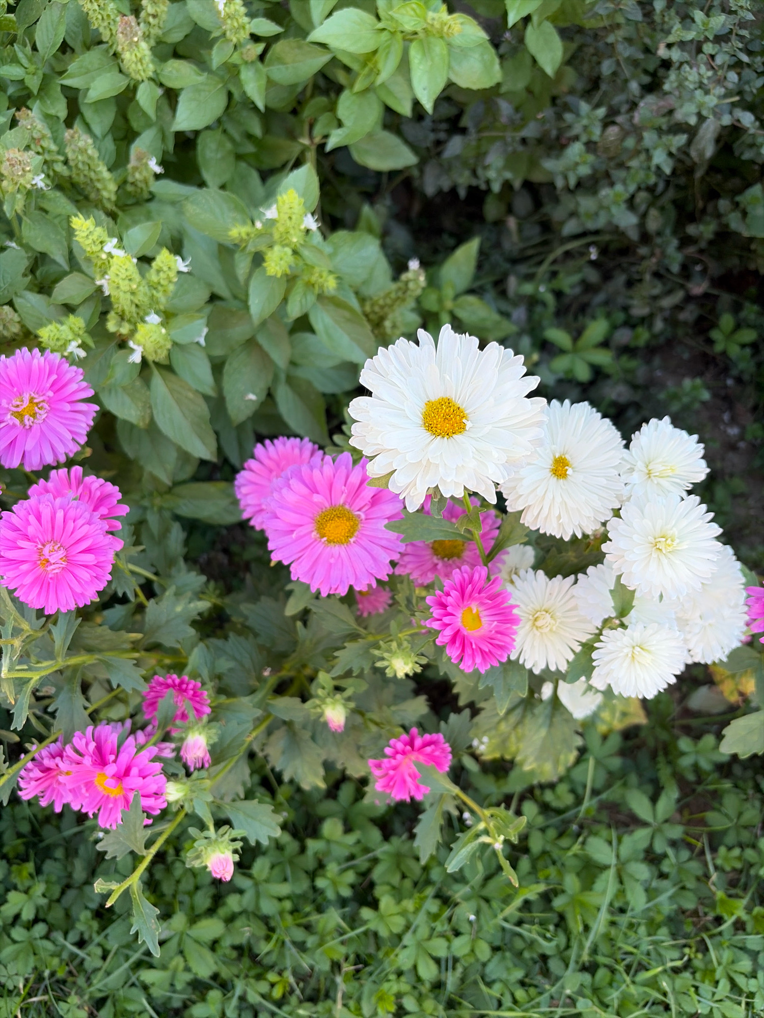 The image shows a close-up view of a flower bed with several aster flowers in bloom. The flowers are a mix of vibrant pink and white, with yellow centers. They are surrounded by lush green foliage, including some basil plants with developing flower spikes. The ground beneath the flowers is covered with small green leaves and blades of grass. The scene appears to be in a garden setting, with the natural light suggesting it might be daytime. There are no people or animals visible in the image. The overall impression is one of a flourishing and colorful garden. The location is identified as Oxentea, Moldova.