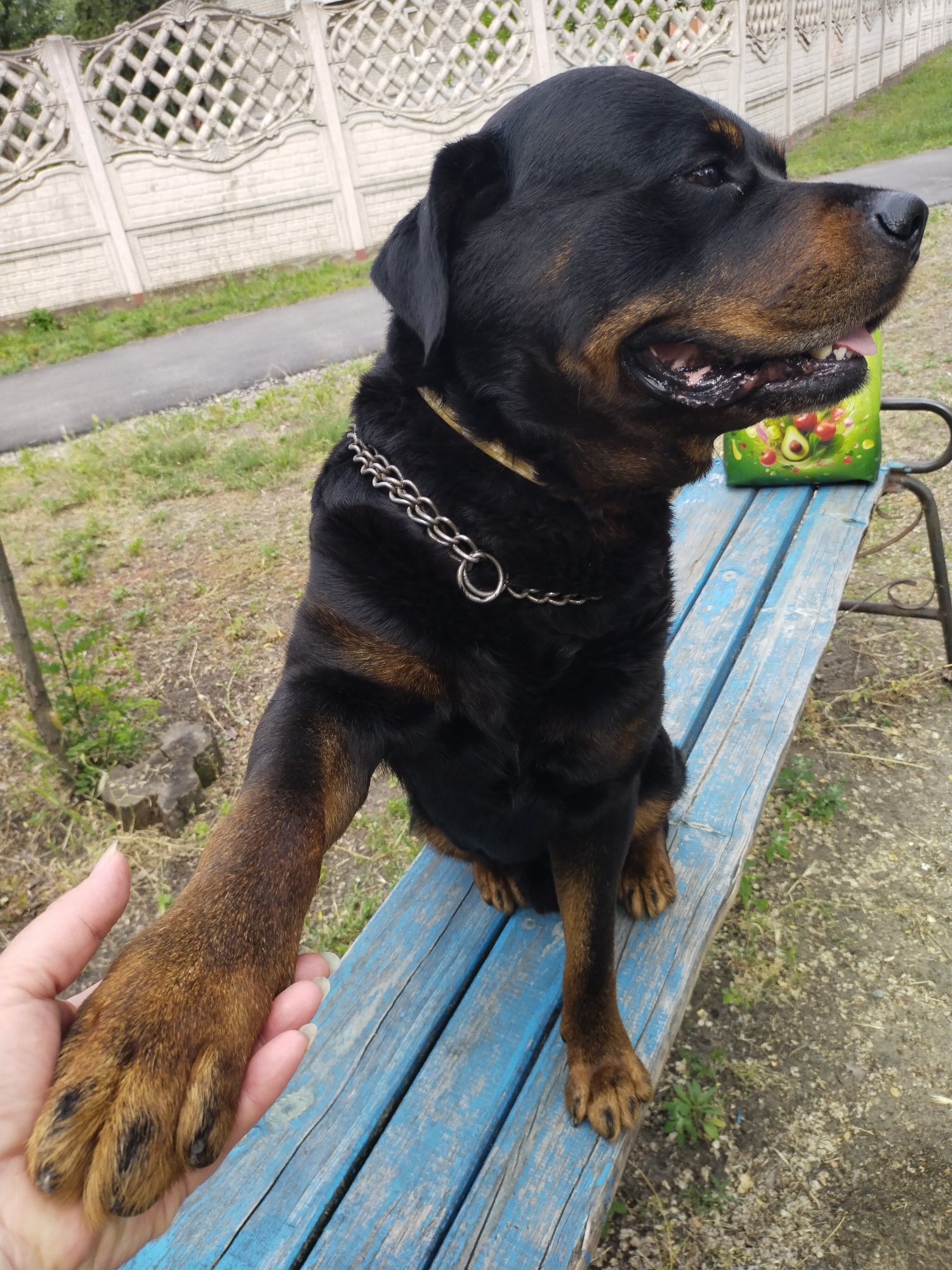 In Horishni Plavni, Ukraine, a Rottweiler sits on a weathered blue wooden bench outdoors, its body partially obscured by a human hand reaching out to pet its paw. The dog is wearing a silver chain collar and is looking to the right with its mouth slightly open, tongue visible. Behind the bench, a decorative white concrete fence with a diamond pattern runs along a paved path bordered by sparse green grass. A green bag with colorful fruit graphics is on the bench to the dog's right. The ground is a mix of dirt and gravel.
