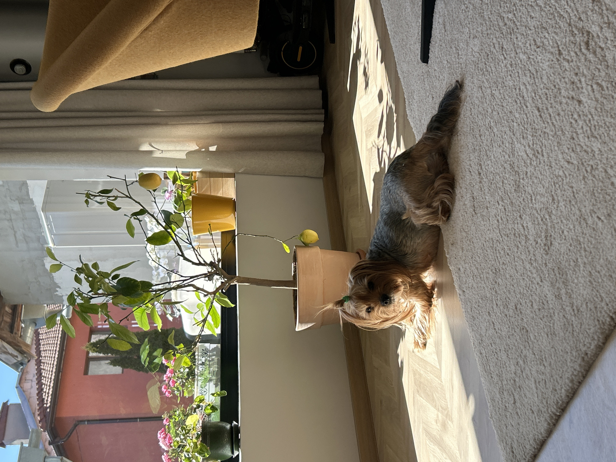 A medium shot depicts a domestic interior on a sunny day. A small, brown and gray dog is lying on a beige carpet near a potted lemon tree with green leaves and yellow lemons. The tree sits beside a window showing a red building with a roof and green plants. A second potted plant is visible. Sunlight streams into the room, creating sharp shadows. The image appears to be in Sofia, Bulgaria.