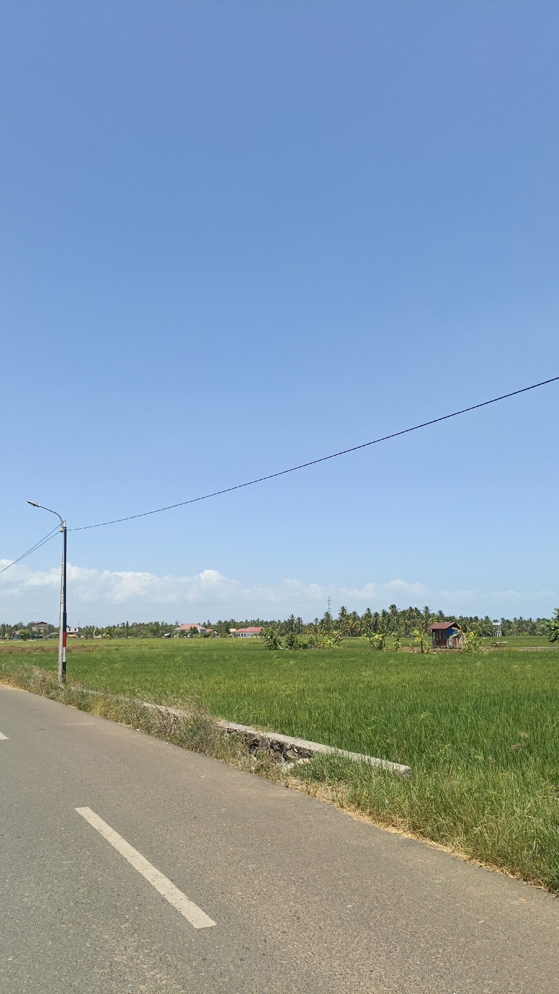 The image shows a rural landscape under a clear blue sky. In the foreground, an asphalt road runs diagonally from the bottom left to the middle right of the frame. A white dashed line marks the center of the road. To the right of the road, a vibrant green rice field stretches into the distance, bordered by a low, rough concrete barrier. A lamppost with wires extending from it is positioned on the left side of the road, near the edge of the field. In the middle ground, scattered across the rice field, are several small buildings and structures, including a small red and blue shack. Beyond the field, a line of palm trees and other vegetation forms a dense treeline. In the far distance, more buildings are visible, suggesting a small village or settlement. The overall environment is natural and agricultural, with signs of human habitation. The image does not contain any people.