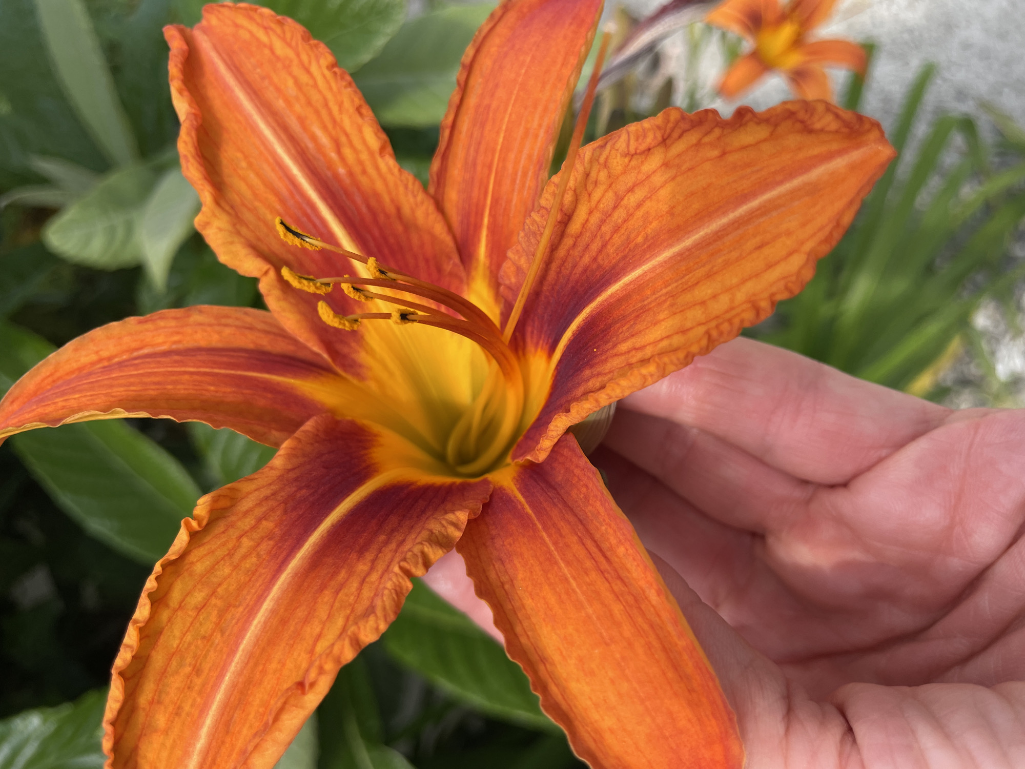 The image shows a close-up of an orange daylily flower being held by a person's hand. The flower has six petals, with a deep reddish-orange hue near the center that fades to a bright orange at the edges. The petals are slightly ruffled. The stamens and pistil are visible in the center of the flower, with yellow pollen dusting the anthers. The background is blurred green foliage, suggesting an outdoor garden setting. Another out-of-focus orange flower is visible in the lower right quadrant of the image. There is no information in the image to indicate the location is in Sochi, Russia.