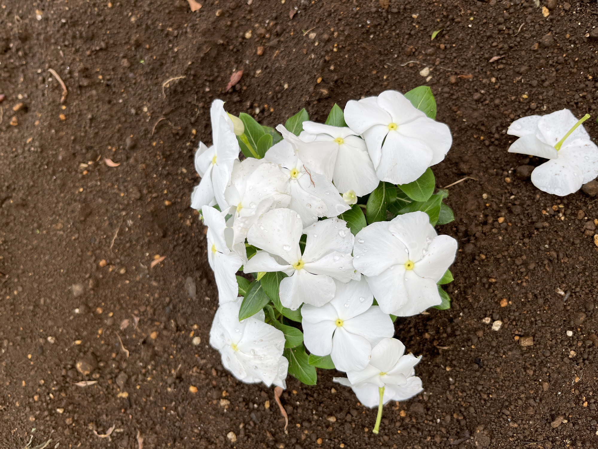 A cluster of white vinca flowers, some with water droplets, sits on dark, moist soil. A single white vinca petal lies on the soil to the lower right. The image was taken outdoors, likely in Sayama, Japan, given the context.
