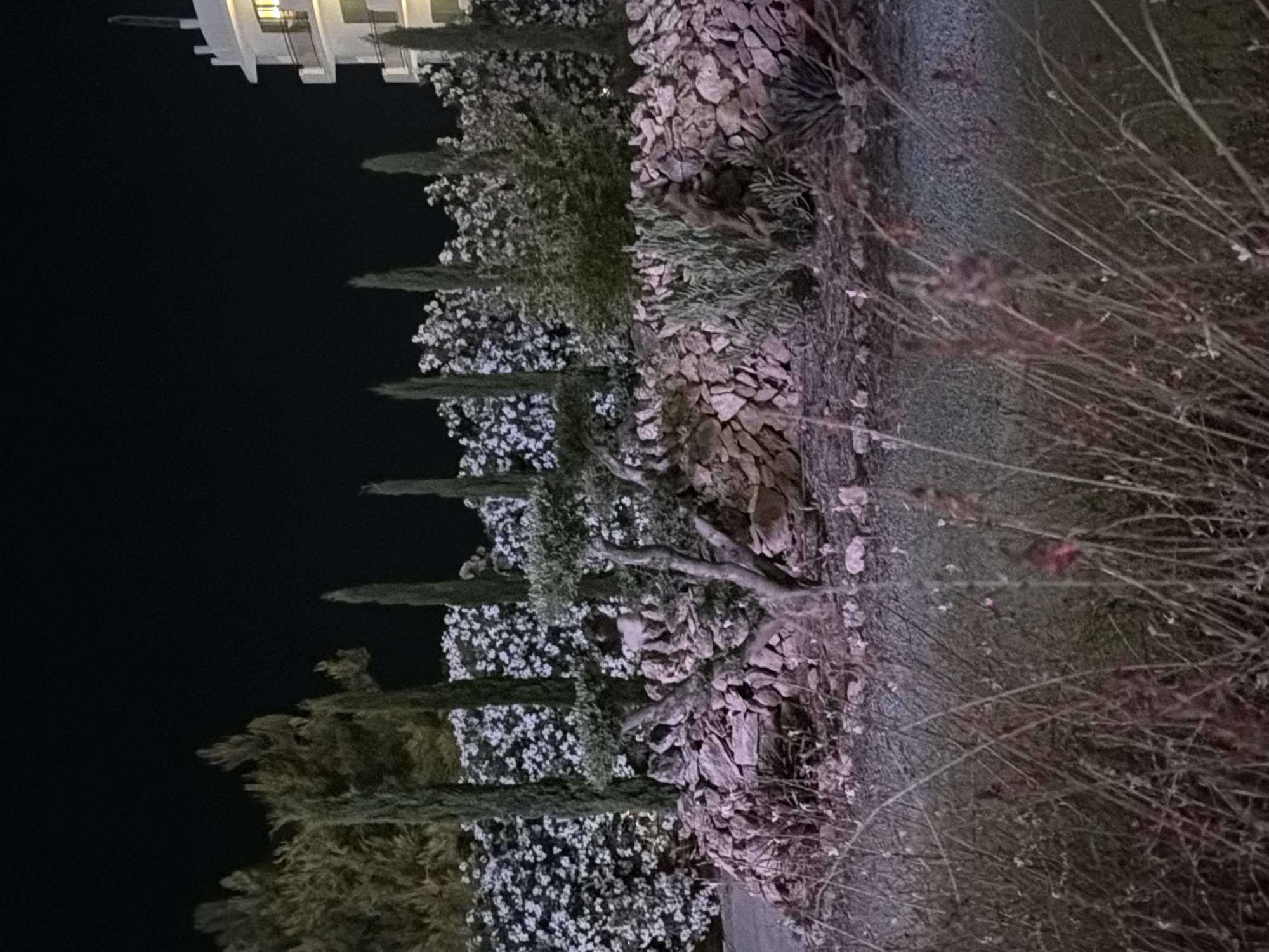 The image shows a nighttime view of a garden area in front of a white building. The garden features a stone wall, cypress trees, flowering bushes, and an olive tree. The building, which appears to be a hotel or apartment complex, is white with balconies and illuminated windows. The scene is set against a dark night sky, with some dry grass and plants in the foreground. The overall impression is one of a well-maintained outdoor space at night. The location is Sant Antoni de Portmany, Spain.