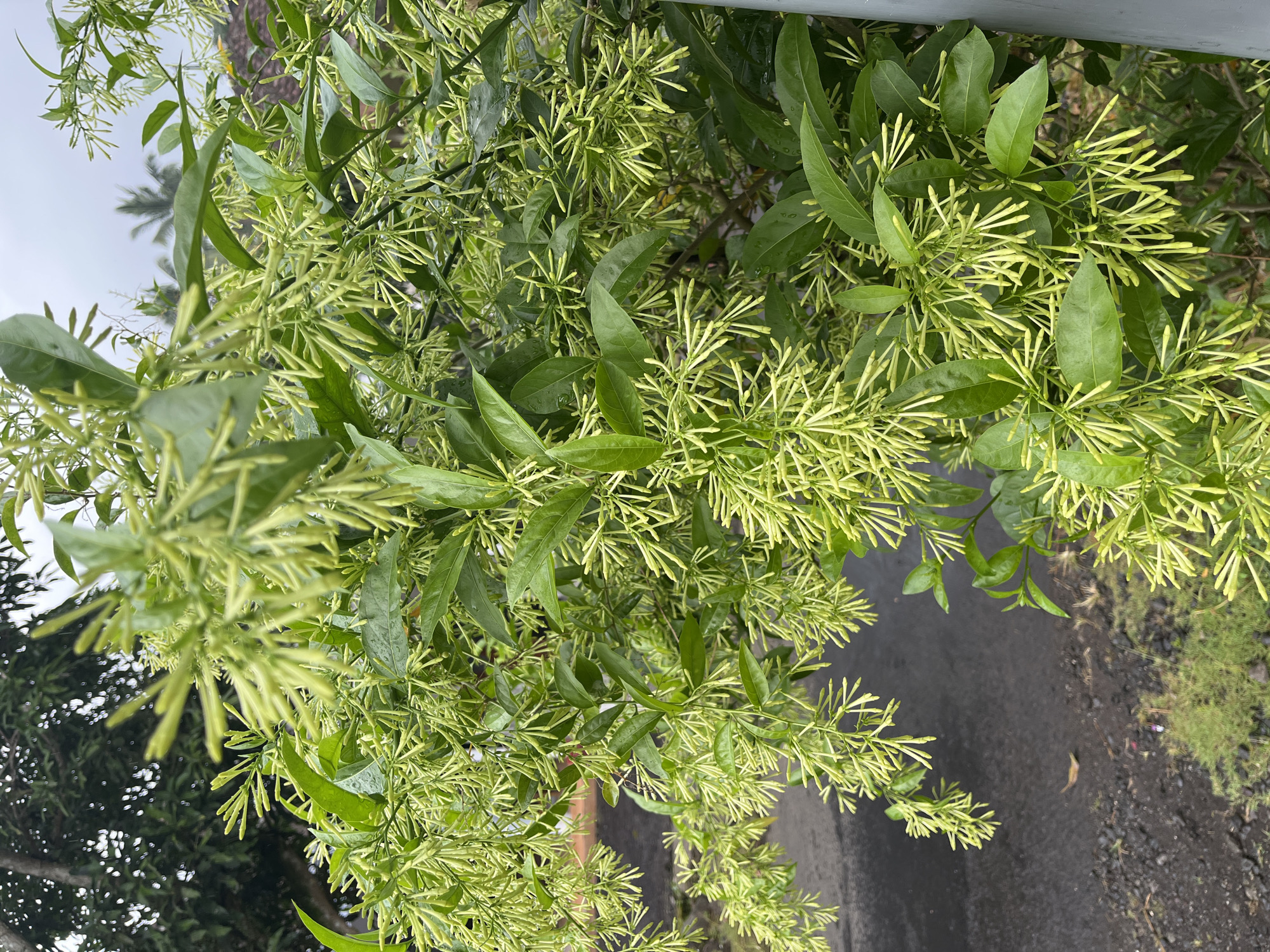 This is a close-up, eye-level, vertical shot of a dense cluster of pale green, tubular flower buds and vibrant green leaves of a flowering plant, likely a night-blooming jasmine (Cestrum nocturnum), in Jambearum, Indonesia. The plant is in full bloom, with numerous flower stalks densely packed together, creating a frothy appearance. Some buds are open, revealing delicate white structures. The leaves are ovate, glossy, and a rich emerald green. The background is softly blurred, showing a grey, overcast sky, suggesting a humid or rainy day. To the left, a wet, dark asphalt road is visible, with some loose gravel and a patch of green grass. In the far background, palm fronds and hints of residential structures are discernible, indicating an outdoor setting within a neighborhood. The lighting is diffused, casting no harsh shadows, and the overall scene is rich in natural textures and soft colors. No people are present in the image.