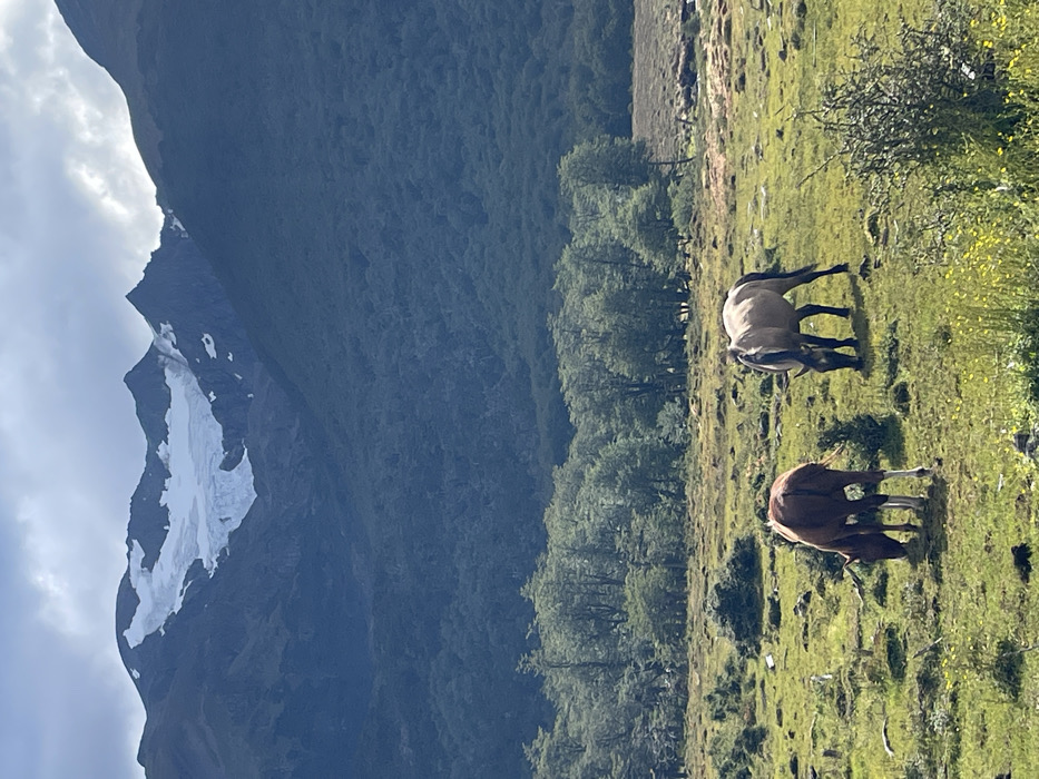 This image depicts a natural landscape in the vicinity of Ushuaia, Argentina. The foreground features a vibrant green field with scattered patches of drier grass, low-lying shrubs, and small yellow flowers. Two horses are present in this field, both engaged in grazing: a reddish-brown horse is positioned in the lower-left, facing away from the viewer with its head lowered, and a light tan horse with a dark mane and tail stands to its right, also with its head lowered, facing left.
In the midground, a line of green trees separates the field from the more distant topography. The background is dominated by a significant mountain range. The lower and middle slopes of these mountains are covered by a dense, dark green forest. Above the treeline, rugged, dark peaks rise sharply, with a prominent white glacier or permanent snowfield visible on the upper slopes of the central mountain. The sky above the peaks is partially cloudy, presenting a mix of brighter and darker cloud formations.