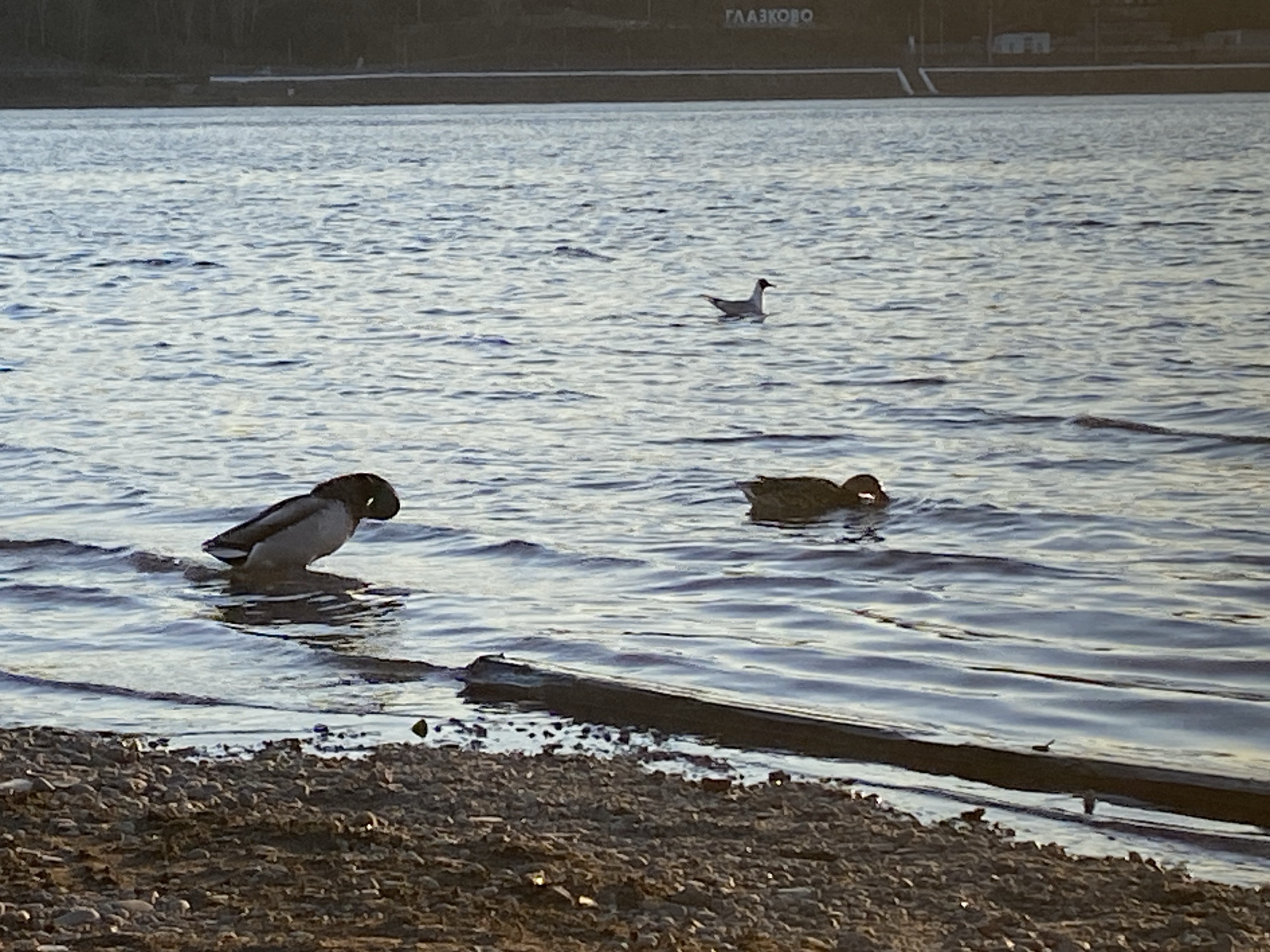 The image shows a body of water, likely a river or lake, with several birds. In the foreground, there is a male mallard duck standing in shallow water near a rocky shore. To the right of the mallard is another duck swimming. In the distance, a gull floats on the water's surface. The word "ГЛАЗКОВО" is visible on the opposite shore, indicating the location is Glazkovo in Irkutsk, Russia.
