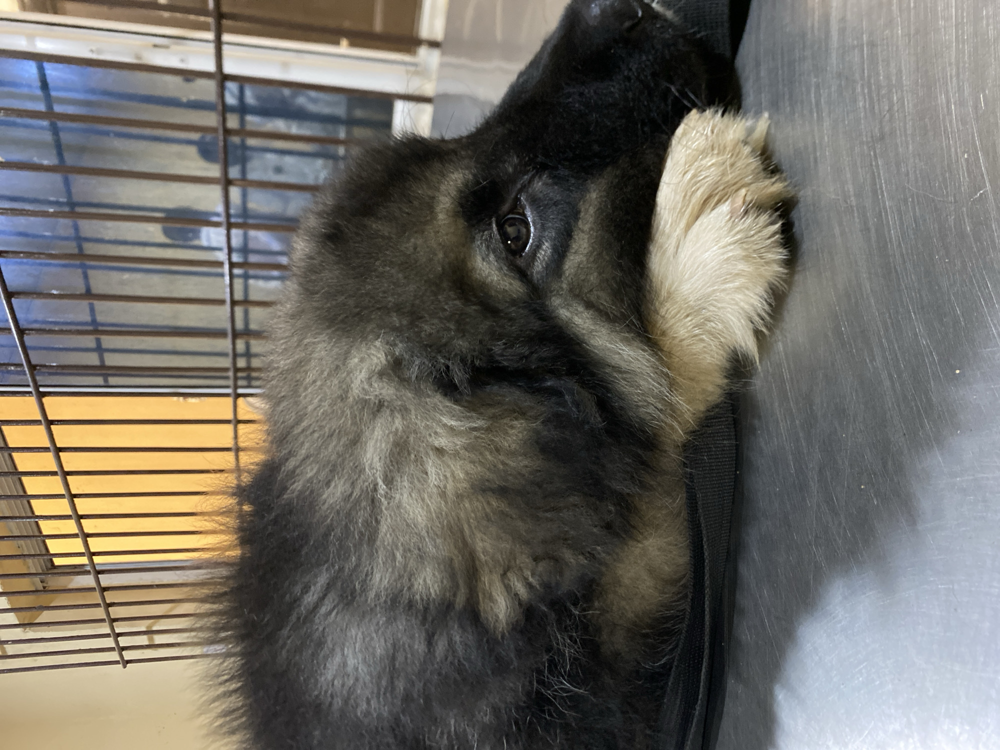 A close-up, slightly rotated, eye-level photograph shows a furry, black and gray dog lying down. The dog's head is oriented to the right and slightly upward, with its snout partially obscured by its right paw. The dog's fur is dense and appears to be long. A black strap or collar is visible against its neck. In the background, a metal cage is partially visible on the left. The dog is on a smooth, silver-colored surface. The location is not discernible from the image. The location in Bukuru, Nigeria is speculative and cannot be verified from visual information.