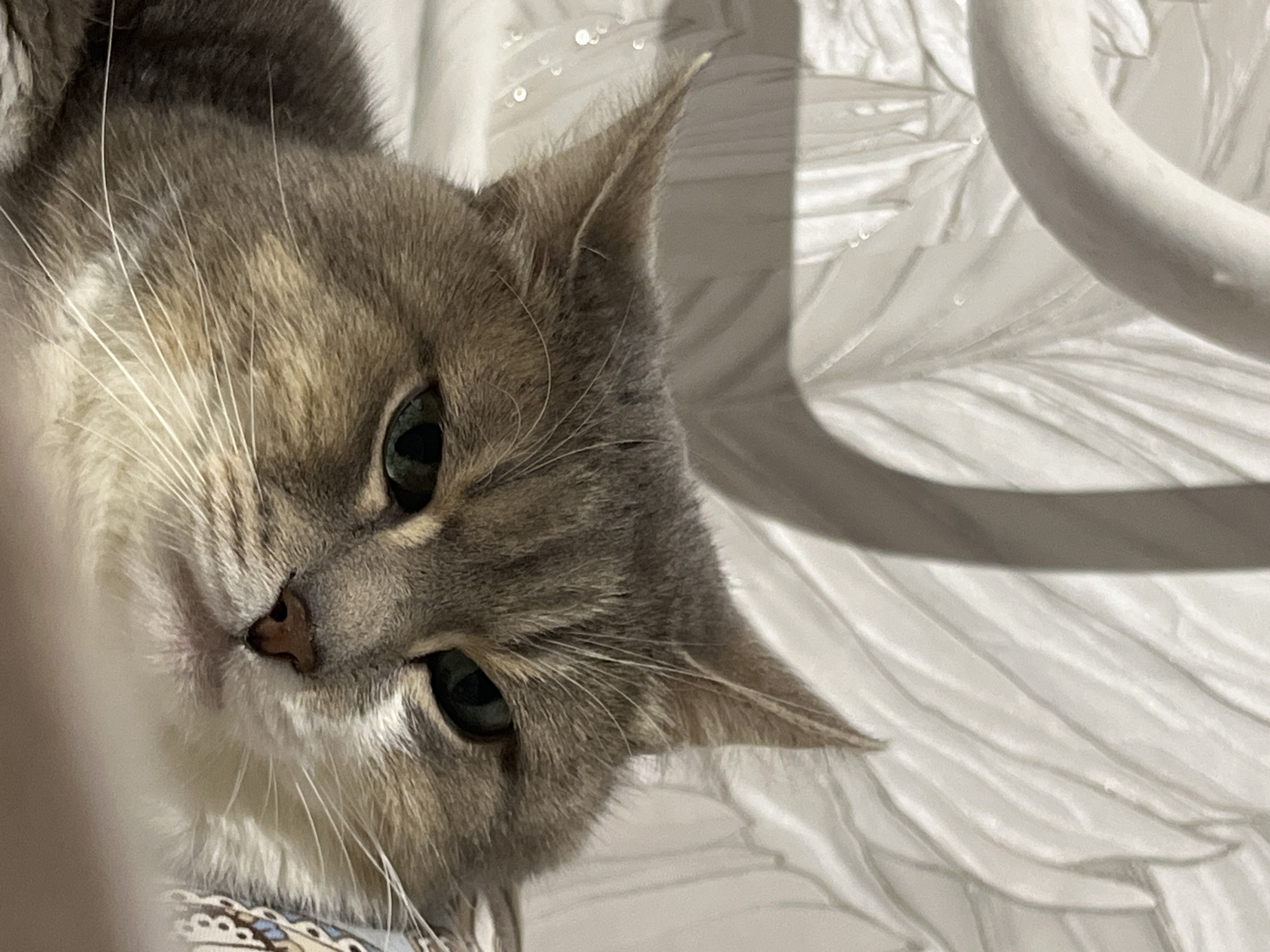 A close-up shot features the head of a grey, white, and tan tabby cat with green eyes. The cat is lying on bedding with a patterned edge that is partially visible. The background consists of what appears to be a white textured surface, possibly a wall or drapery. A white, cylindrical object is partially visible in the upper right corner. There is no information to indicate the image's location in Neftekamsk, Russia, or any other specific place.