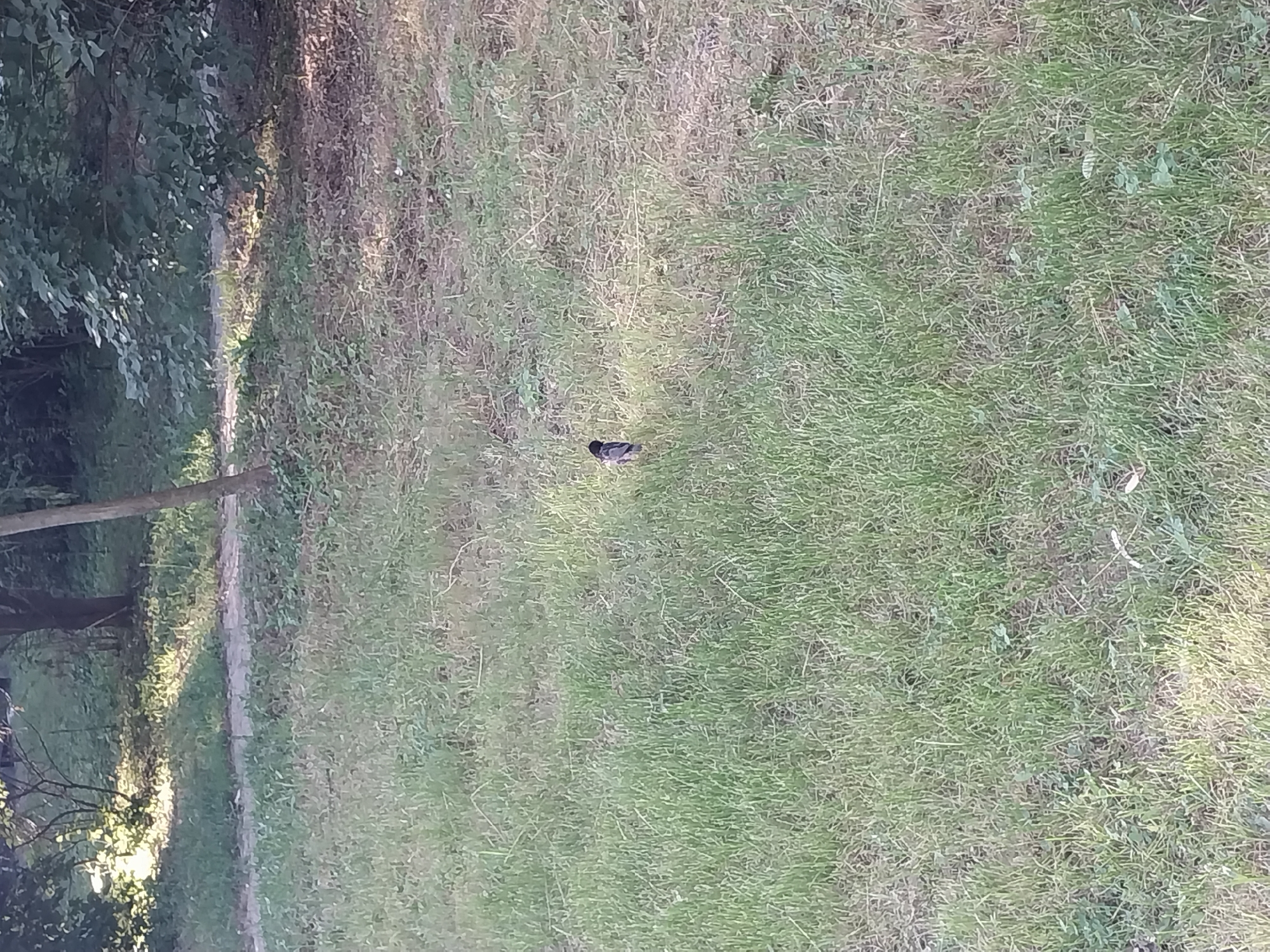 A small bird with dark plumage, possibly a jackdaw or a starling, stands in a patch of green grass. The bird is facing away from the camera, towards the right side of the frame. The background shows a wooded area with dappled sunlight filtering through the leaves. The ground is covered in grass and some dry leaves. The overall impression is one of a natural setting within a city park or green space. The specific location within Dnipro, Ukraine cannot be determined from the image alone.
