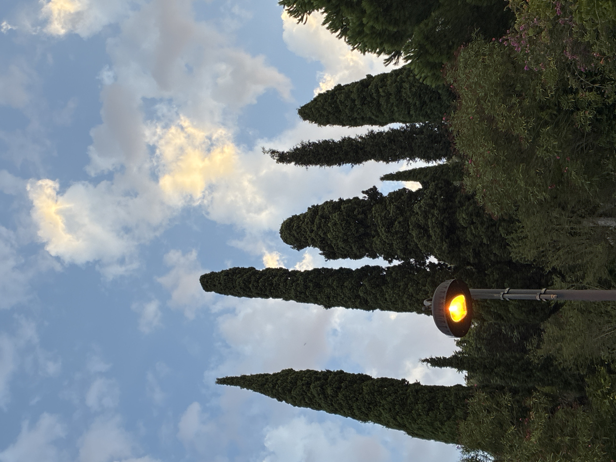 The image shows a street lamp with an illuminated orange light in the foreground. Behind the lamp, a dense line of tall, dark green cypress trees stretches across the middle ground. The trees are varying heights and widths, with several exceptionally slender, conical specimens dominating the scene. The background consists of a bright blue sky with scattered white and light yellow clouds, suggesting it is either sunrise or sunset. The lower portion of the image features more foliage, including bushes and smaller trees with some pink flowers visible. The overall impression is a tranquil, natural setting with a hint of urban infrastructure provided by the lamp. This scene could be located in a park or along a boulevard in Alanya, Turkey, where cypress trees are commonly found.