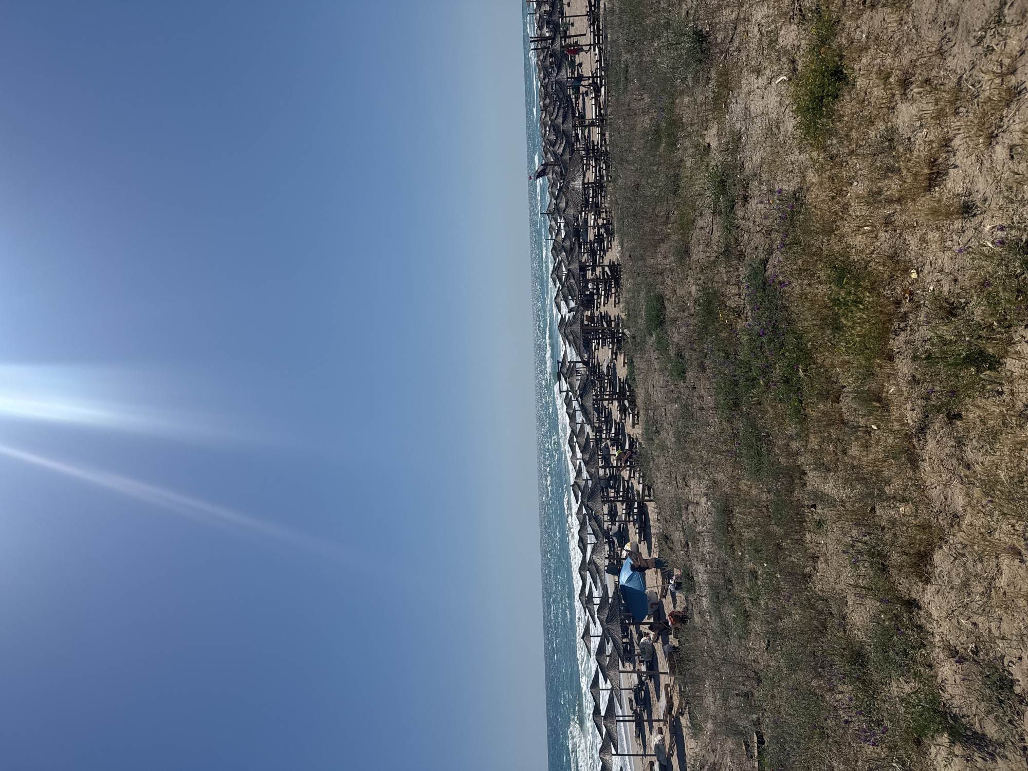The image depicts a wide view of a crowded beach resort in Shabla, Bulgaria, under a clear blue sky with bright sunlight. The foreground is a sandy dune with sparse, dry vegetation and some small purple flowers. Beyond the dune, a large number of thatched umbrellas and sunbeds are arranged in neat rows on the sandy beach. A section of the turquoise sea with moderate waves is visible in the middle ground, stretching to the horizon under the bright sky. The scene suggests a typical summer day at a popular seaside destination.