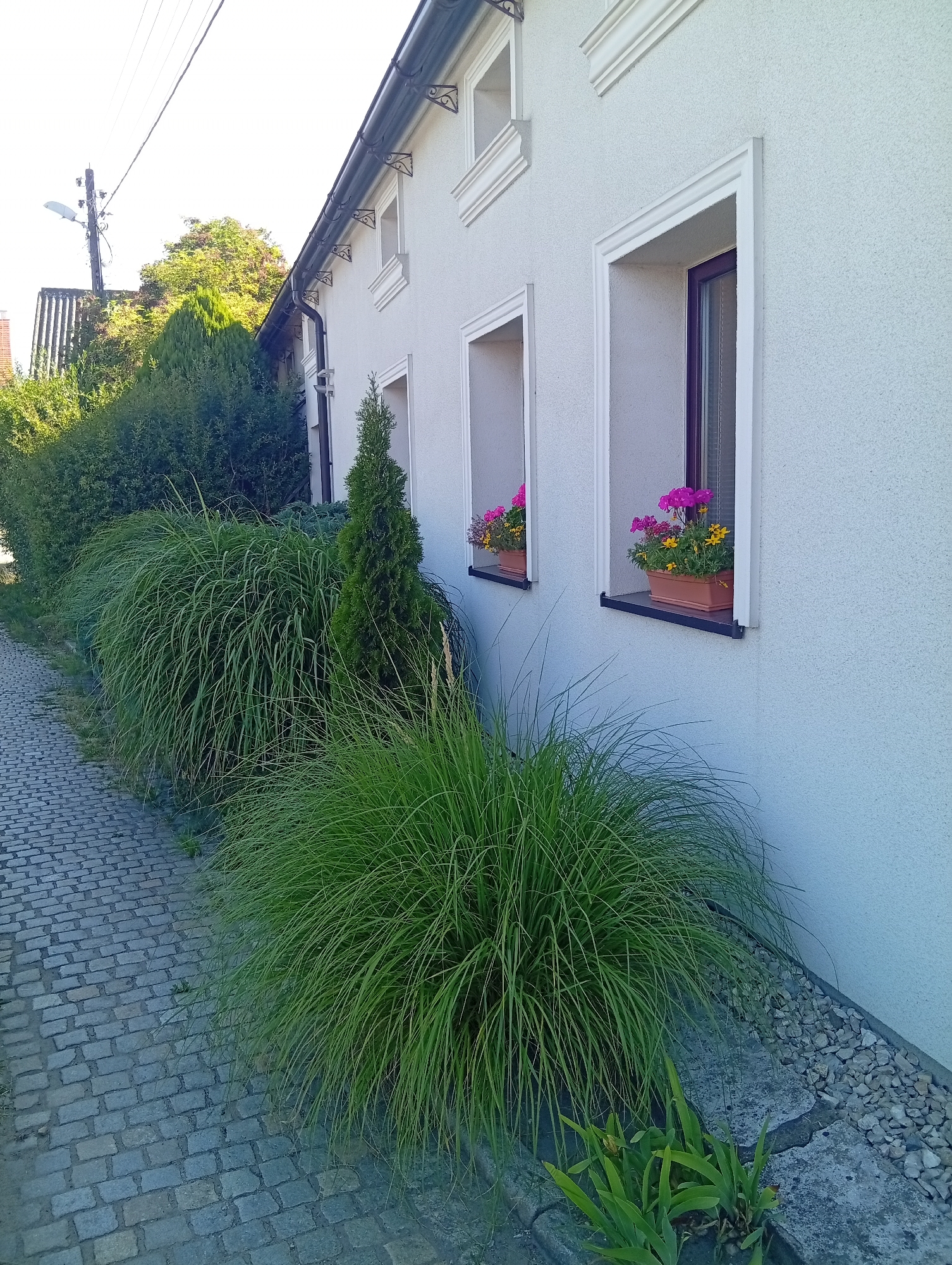 A sunlit, textured white stucco wall of a house runs along the right side of the image. Two rectangular windows are visible, each with white trim and a dark-framed windowpane. The left window contains a brown planter box with pink and yellow flowers. The right window also has a brown planter box filled with pink and yellow flowers. The windowsills are black.

In front of the house, a cobblestone pathway curves from the lower left towards the background. To the left of the pathway, large clumps of tall, green ornamental grass spill over the edge. Between the grass and the house, a conical evergreen tree stands, with more dense green bushes behind it, extending towards the left edge of the image. A gravel border with small white and grey stones runs along the base of the house wall, between the grass and the wall.

In the upper left portion of the image, a utility pole with electrical wires and a street lamp is visible against a bright sky. In the far background, the tops of trees and a red-roofed building are partially obscured by greenery. The scene appears to be a residential area in Psary, Poland, with a focus on the landscaping and architecture of a house.